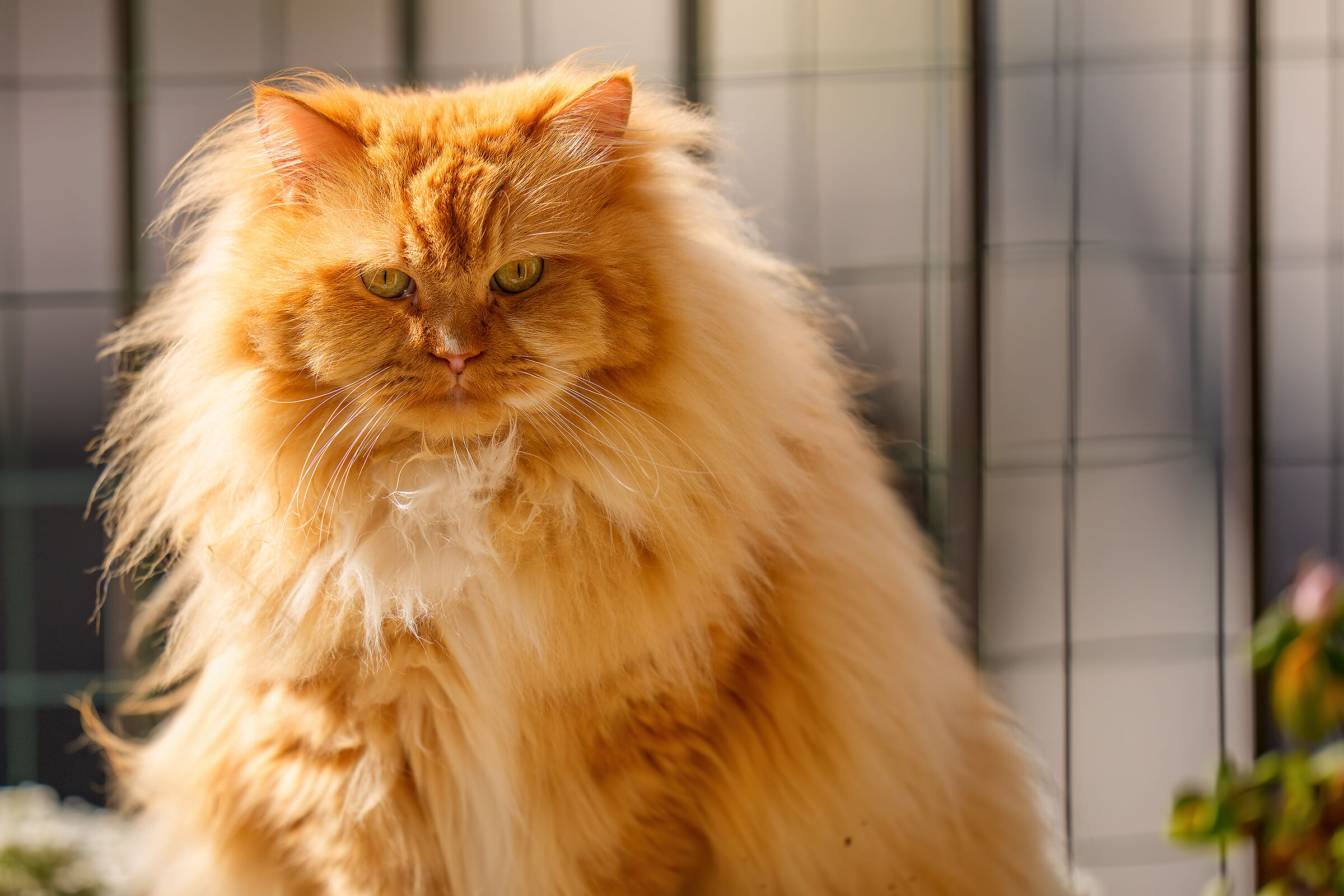 Il mio gattone sul balcone