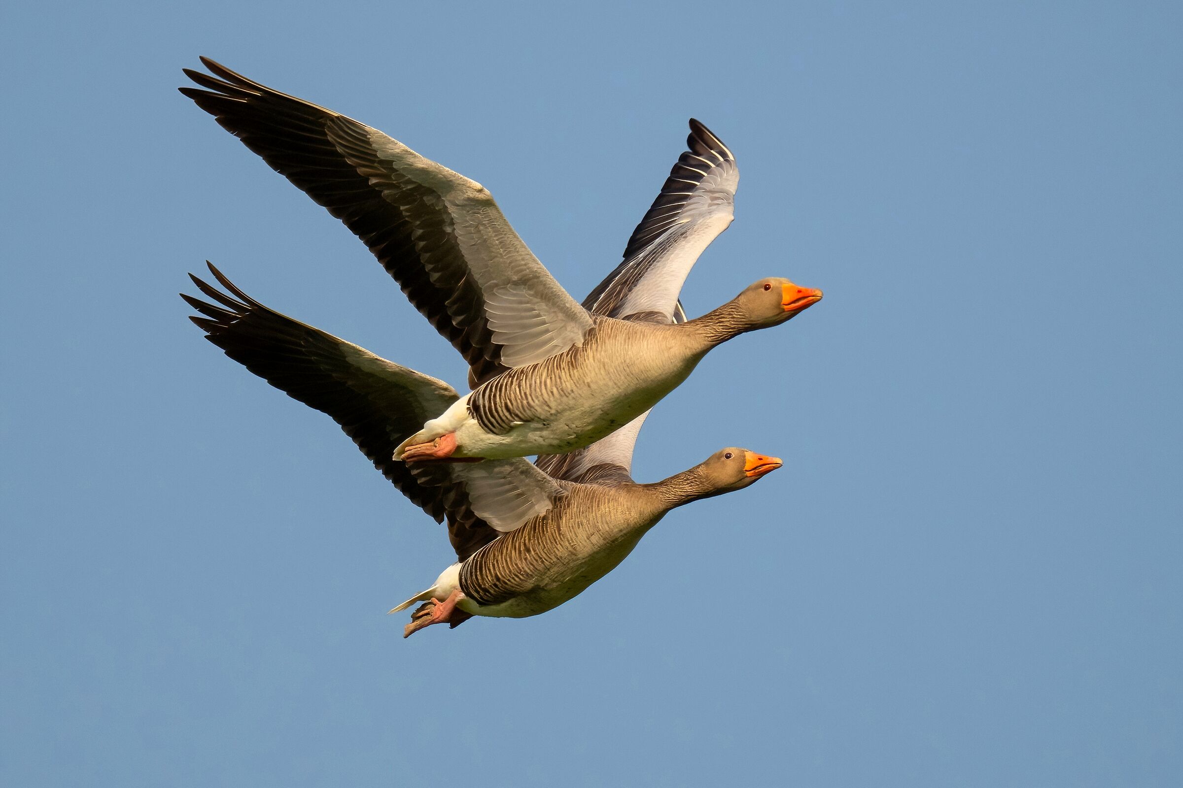 Wild geese (Anser anser)