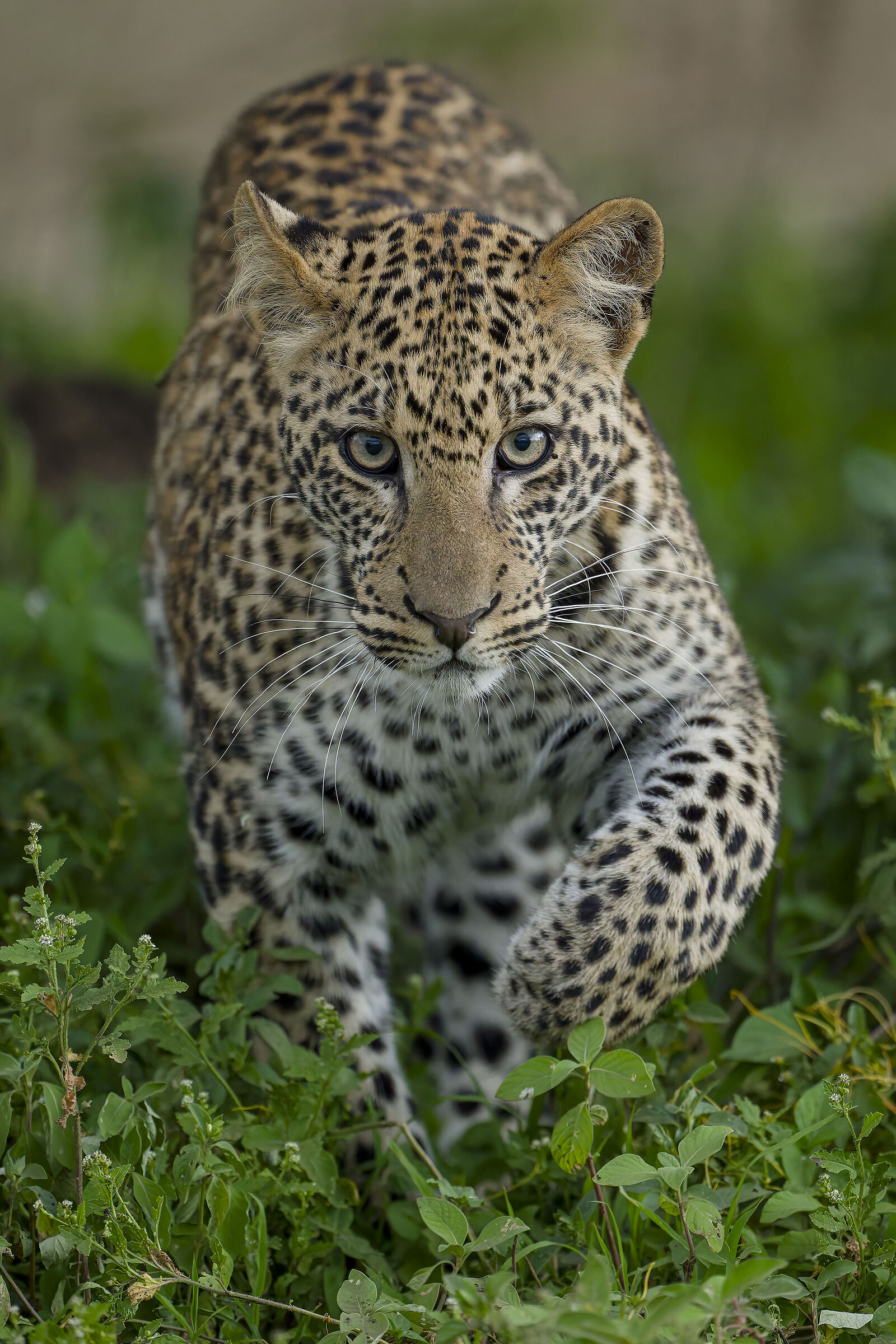 THE GHOST OF THE SAVANNAH