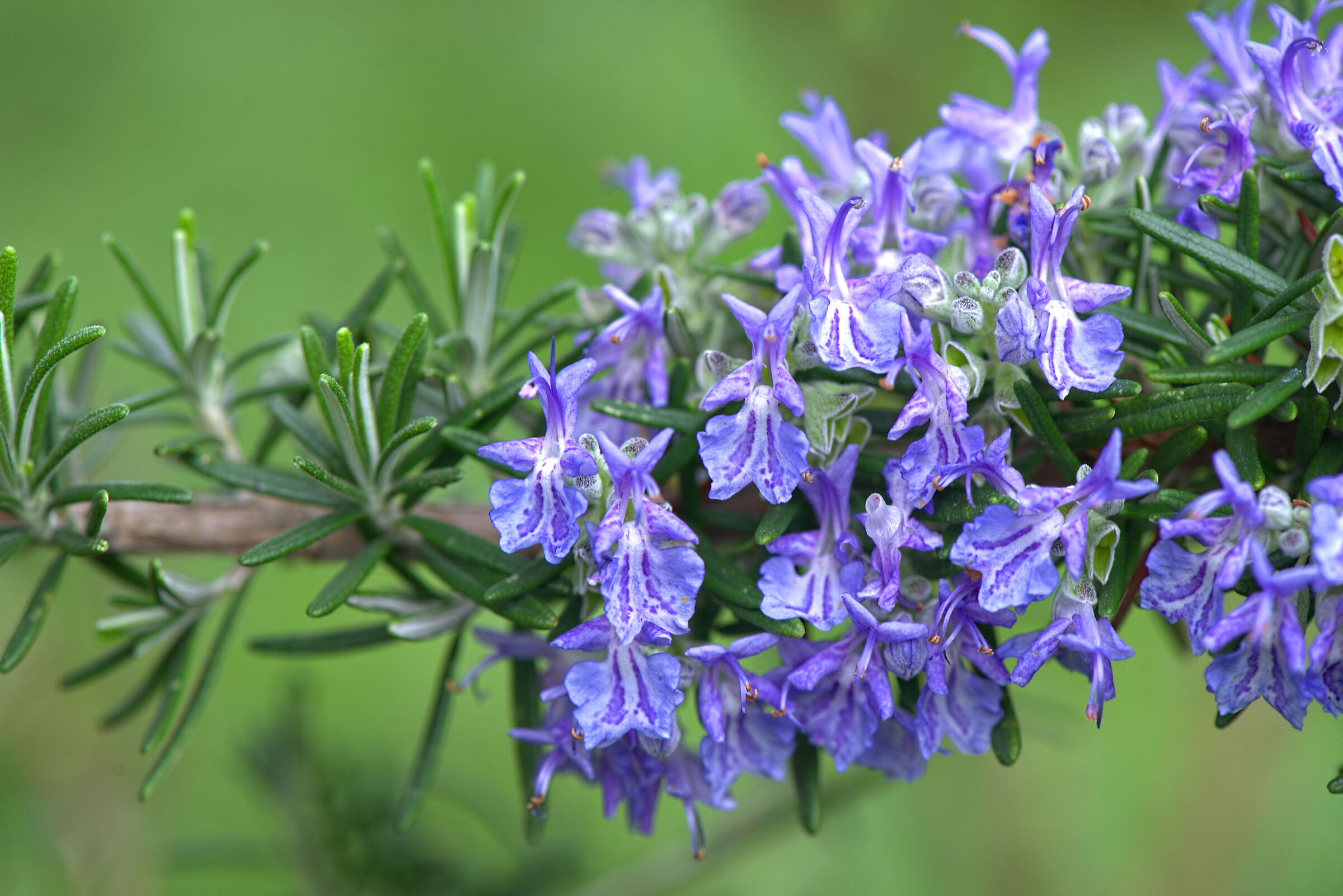 Rosemary