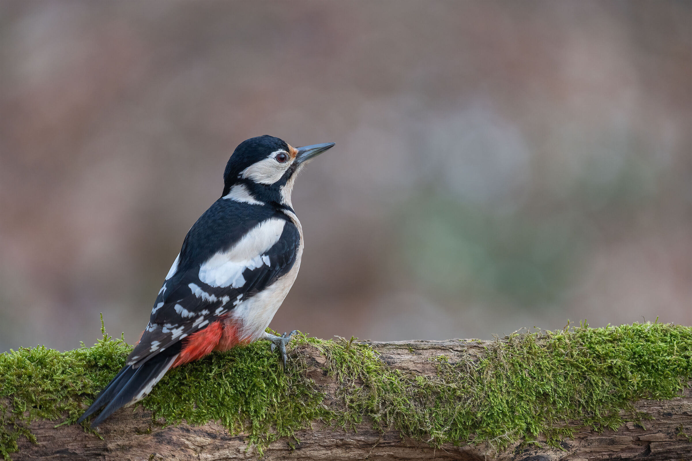 Red Female Woodpeckers