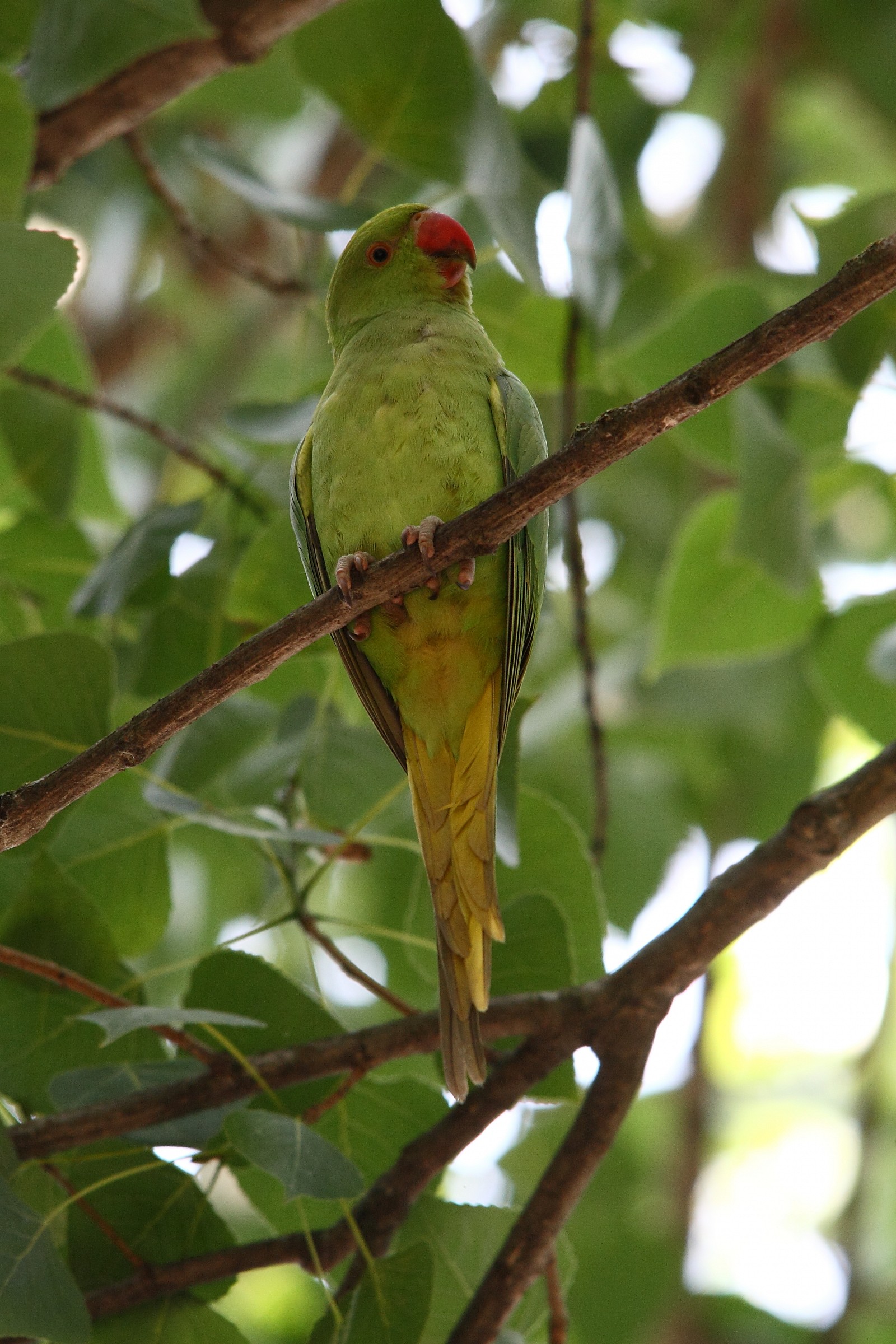 parrocchetto dal collare