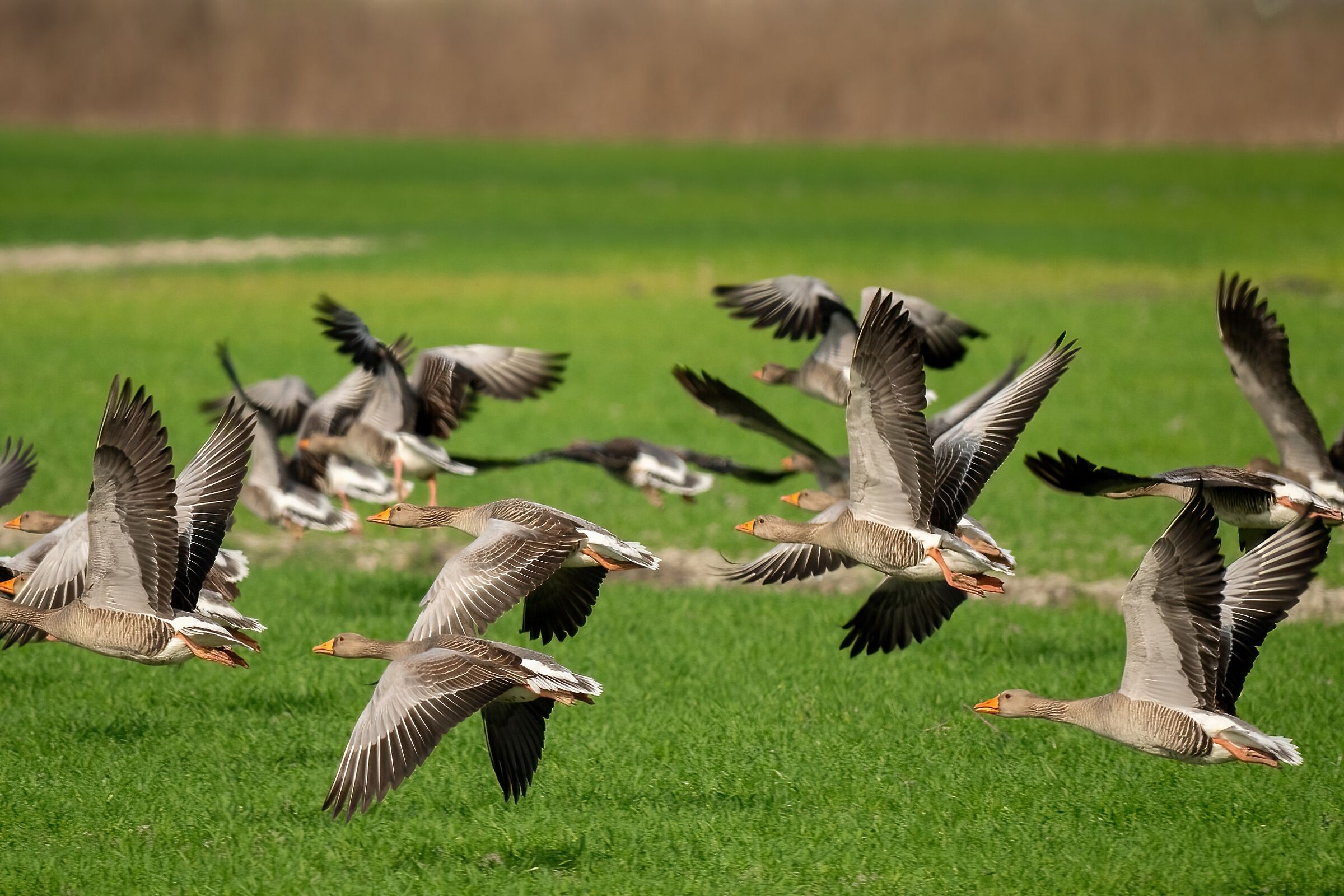 Wild geese (Anser anser)