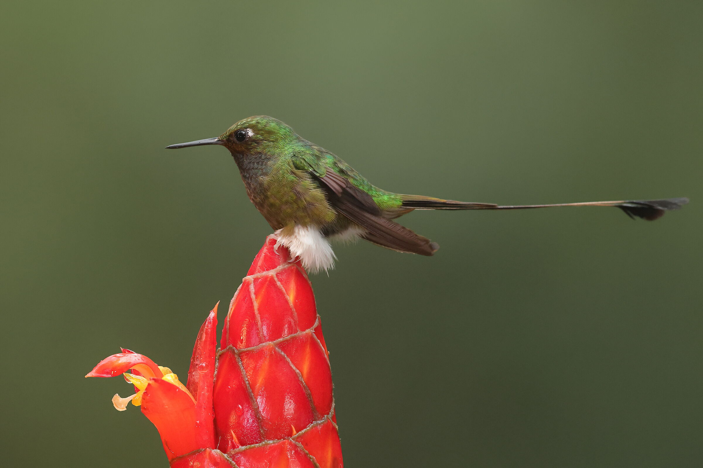 The tightrope walker