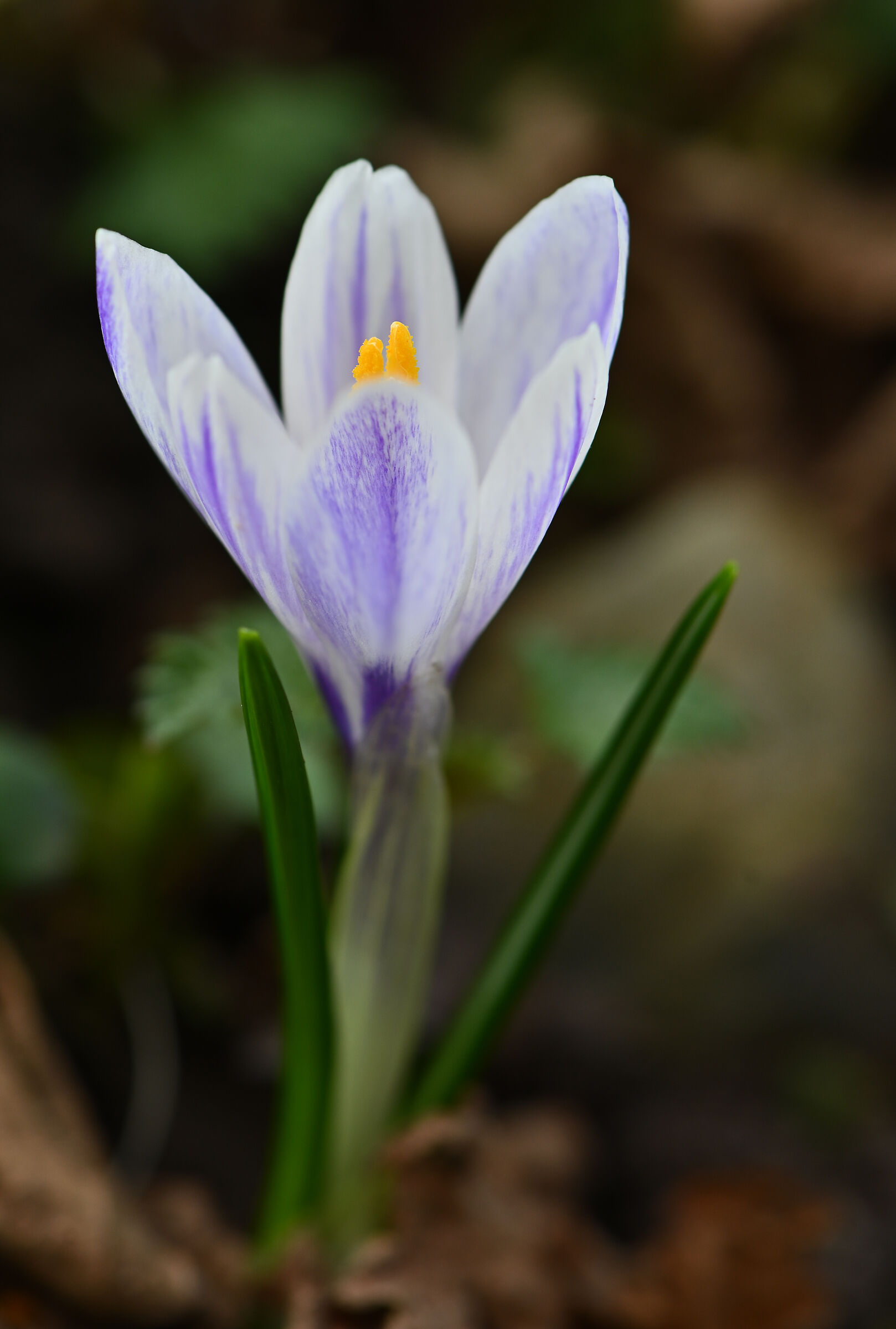 Crocus