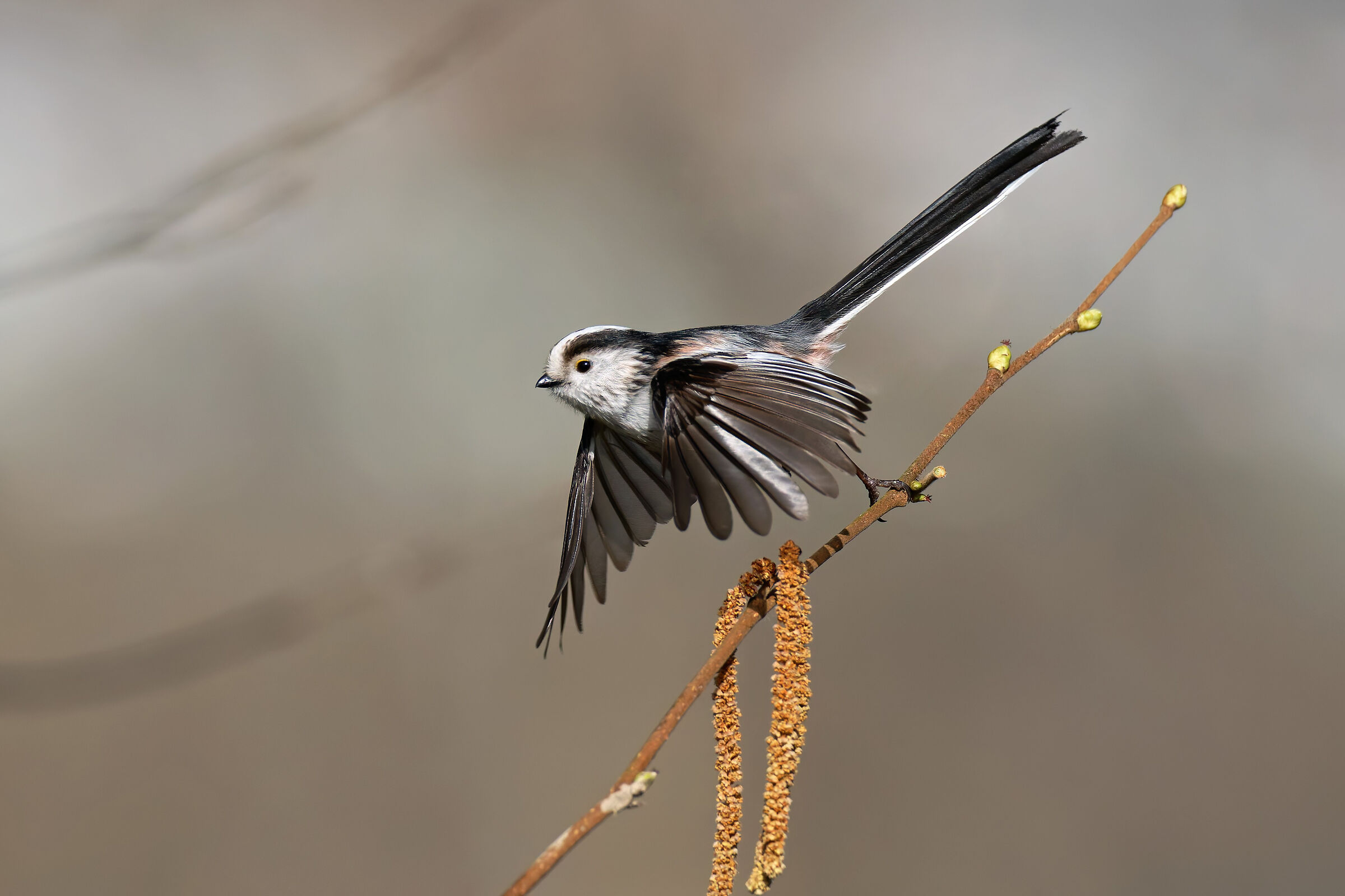 Long-tailed