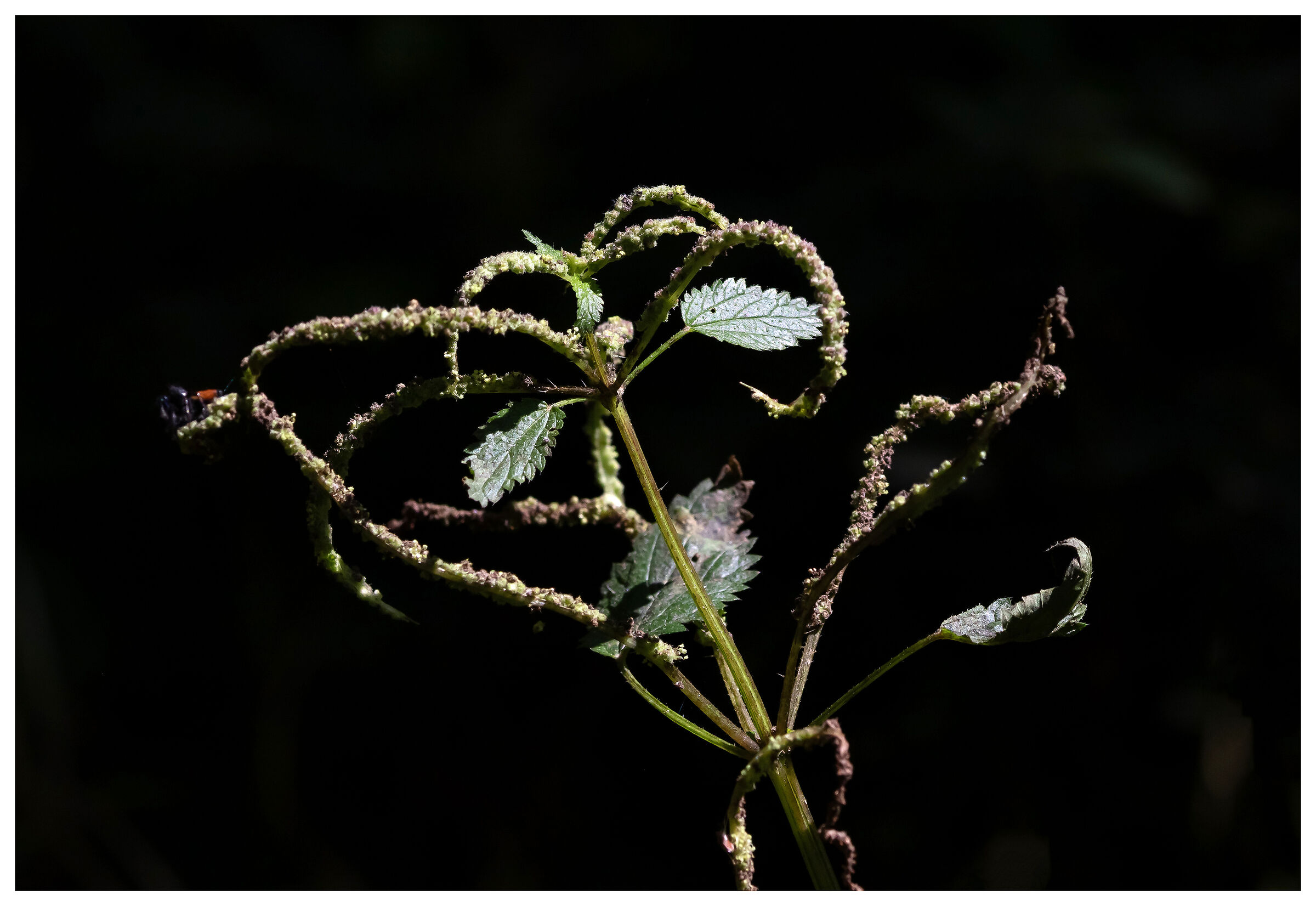 Membranous nettle (Urtica membranacea)...