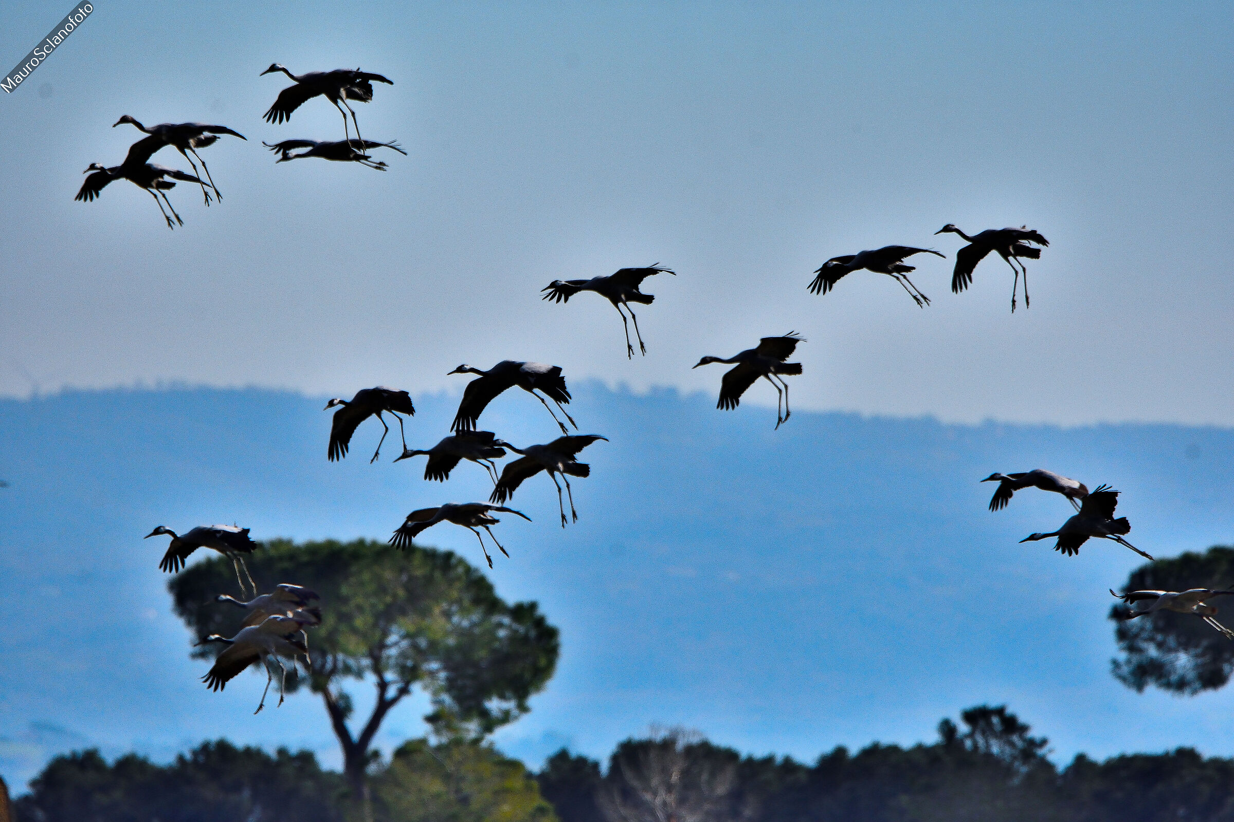 Atterraggio Gru cenerine