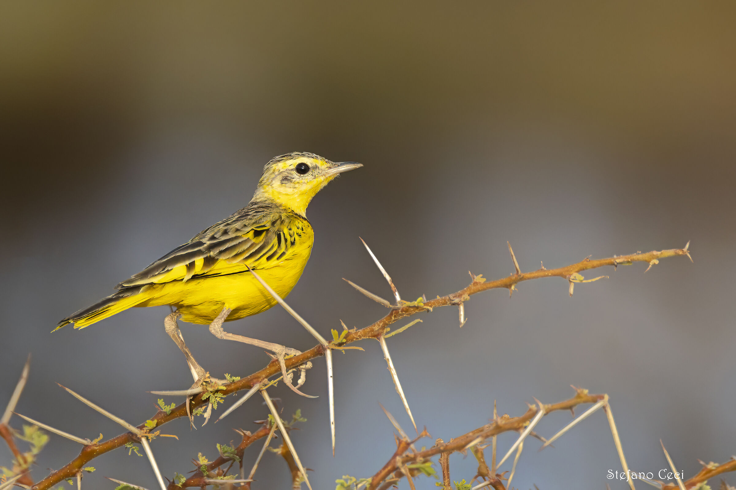 Golden pipit