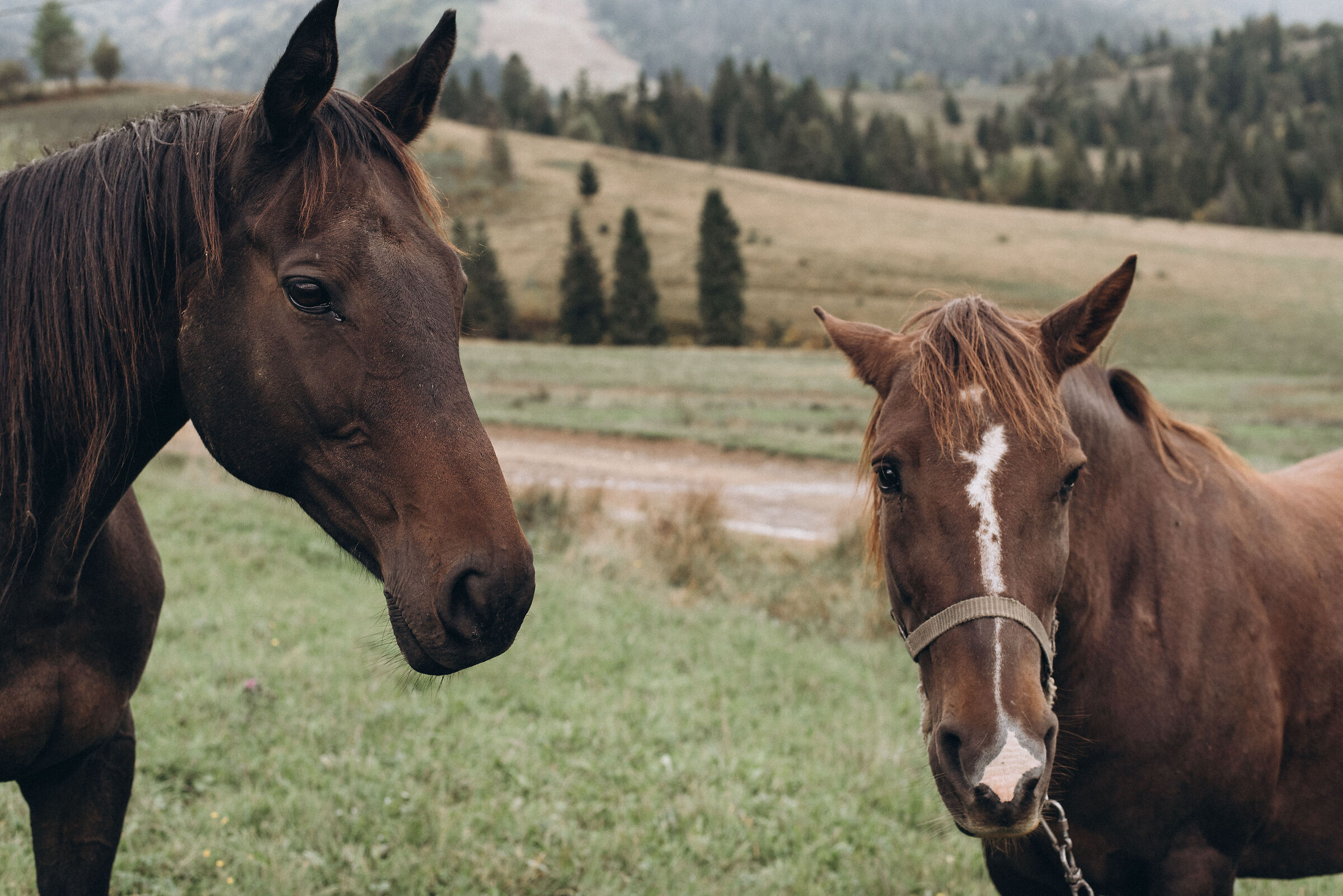 incontro in montagna