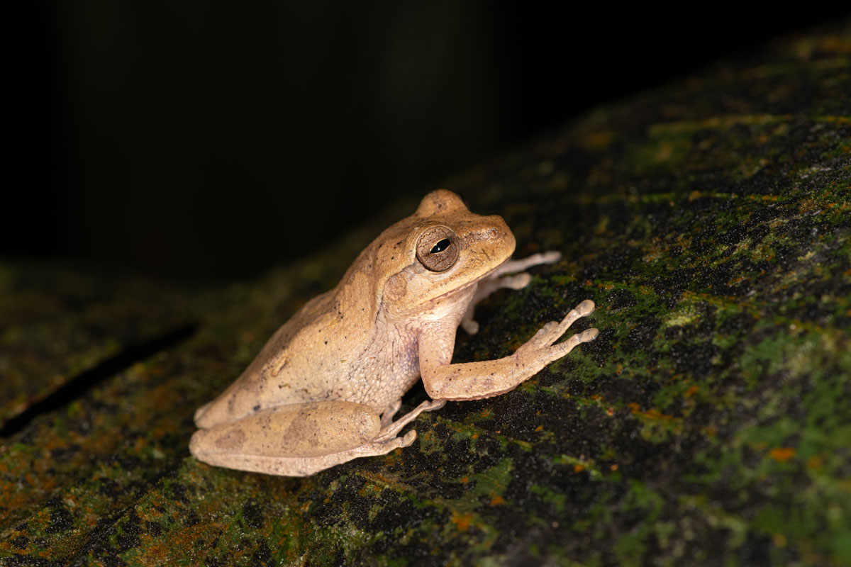 Smilisca fulva