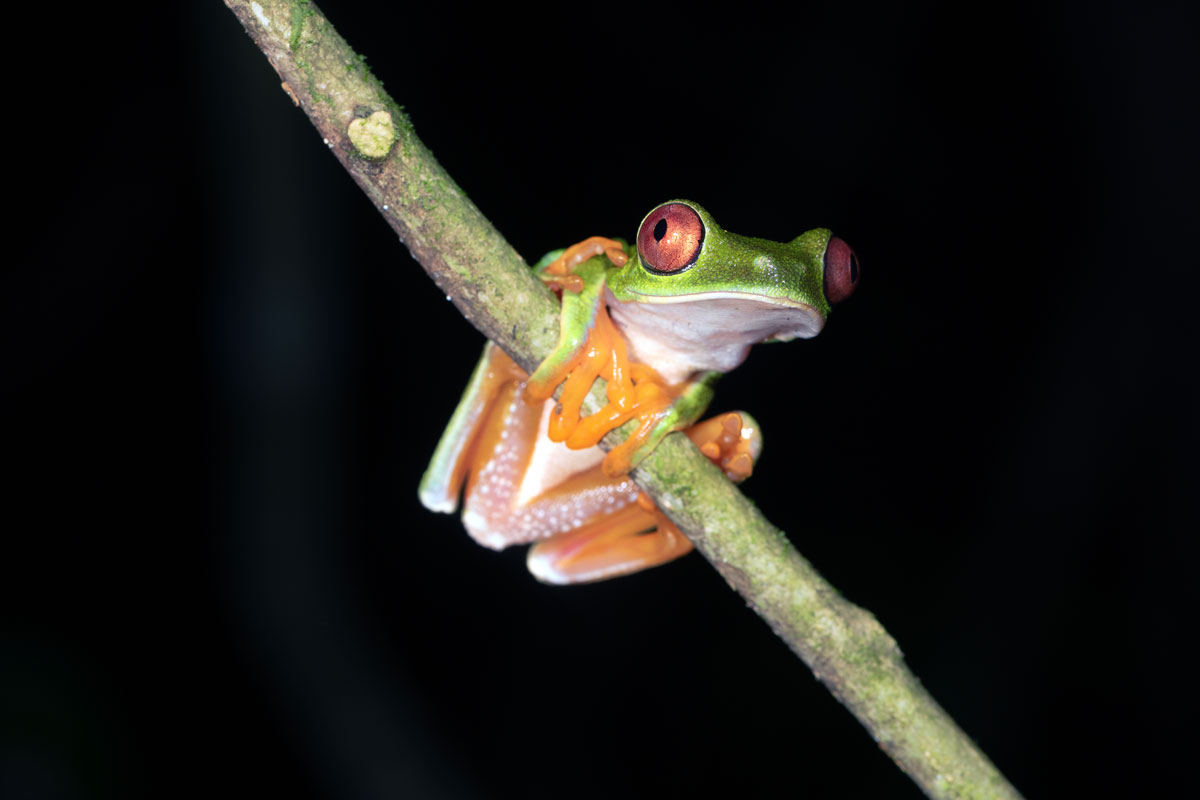 Red-eyed tree frog