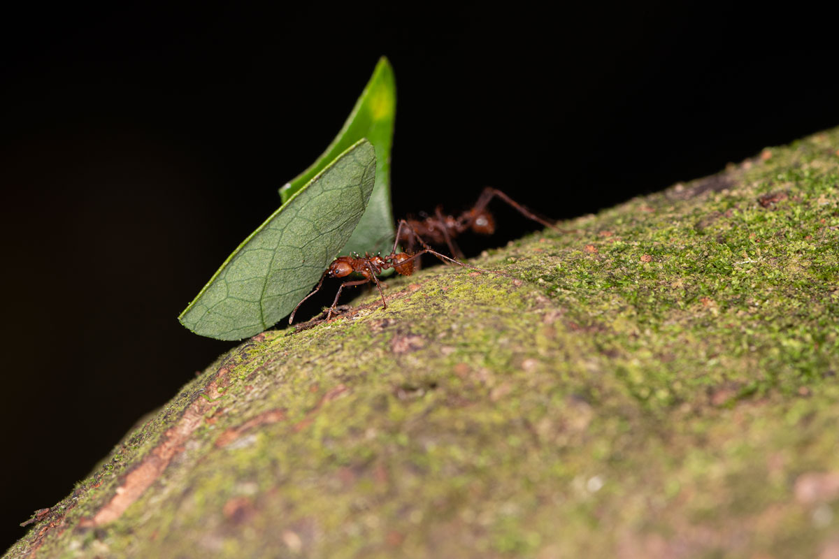 Leafcutter ant