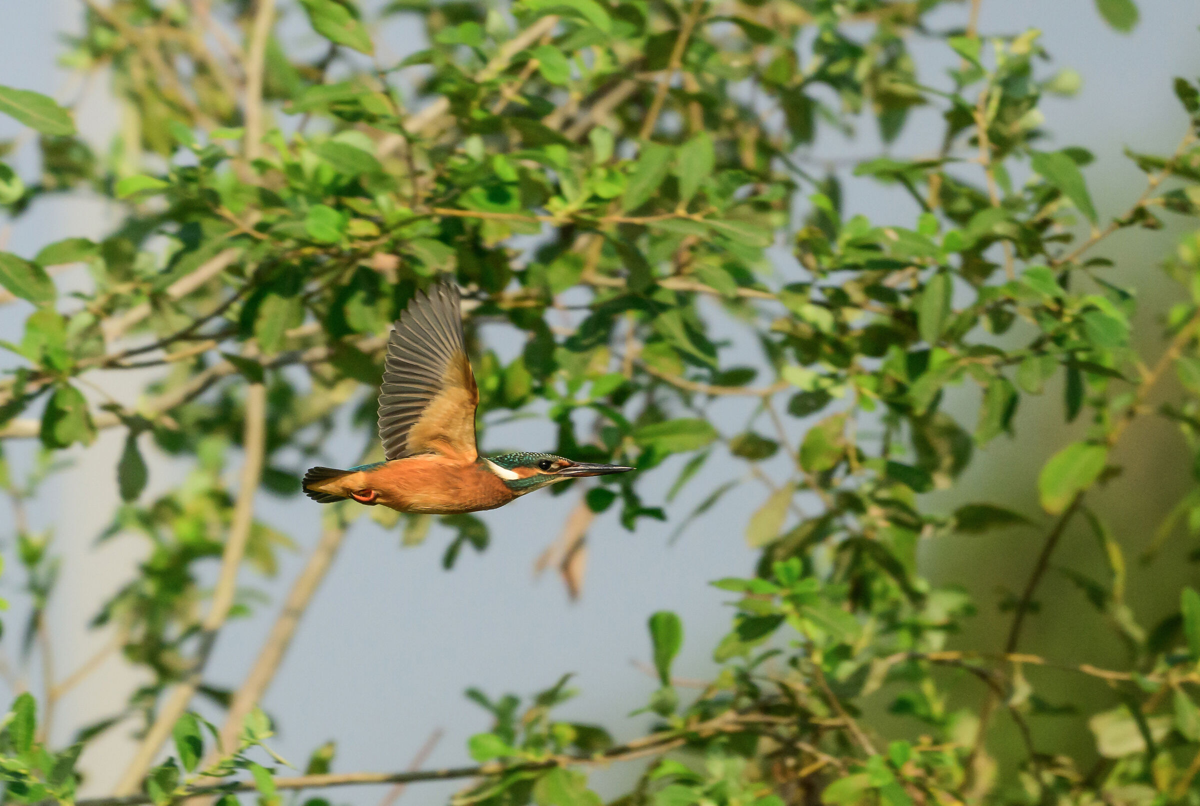 martina in volo