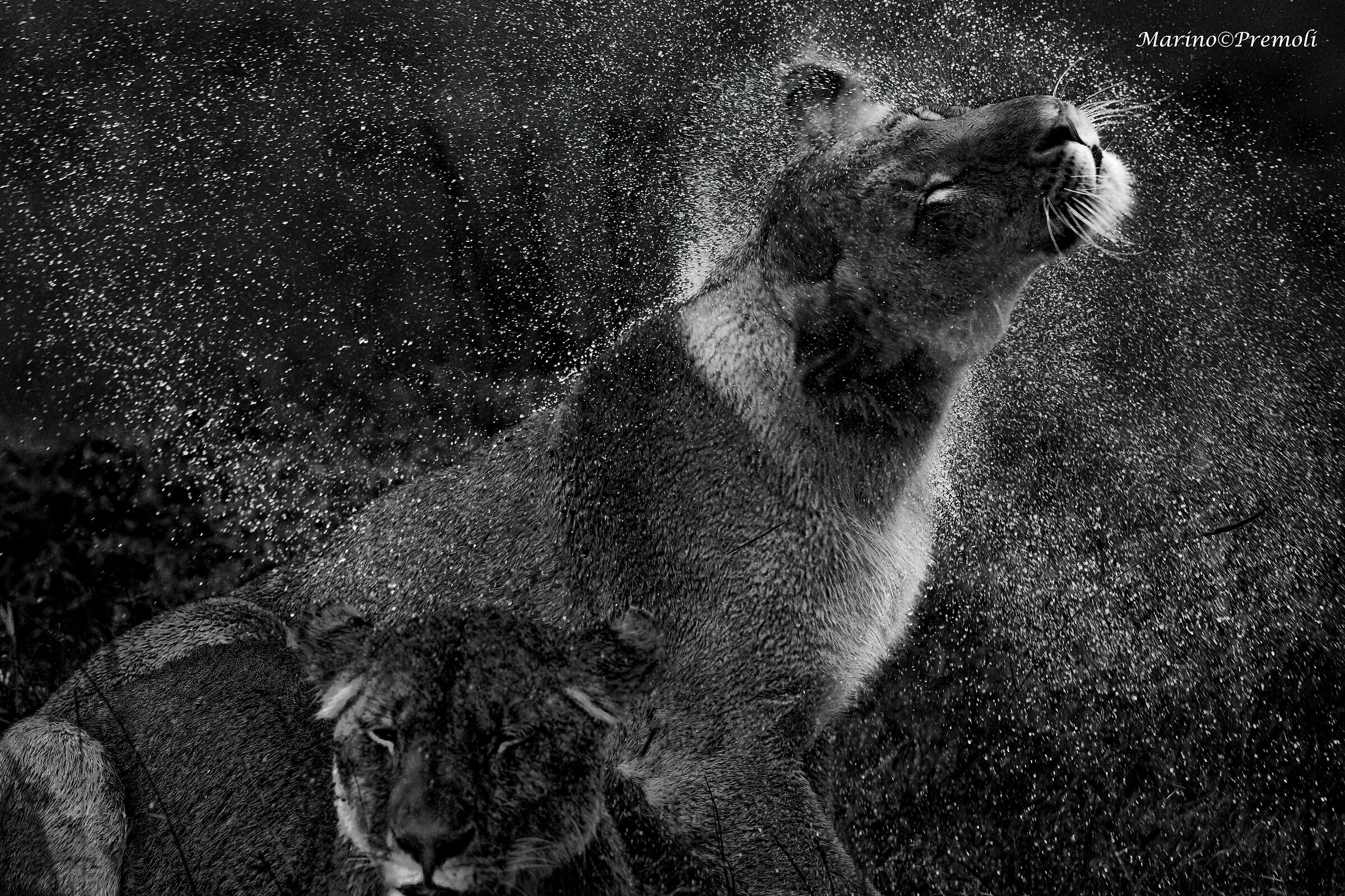 Lionesses in the rain