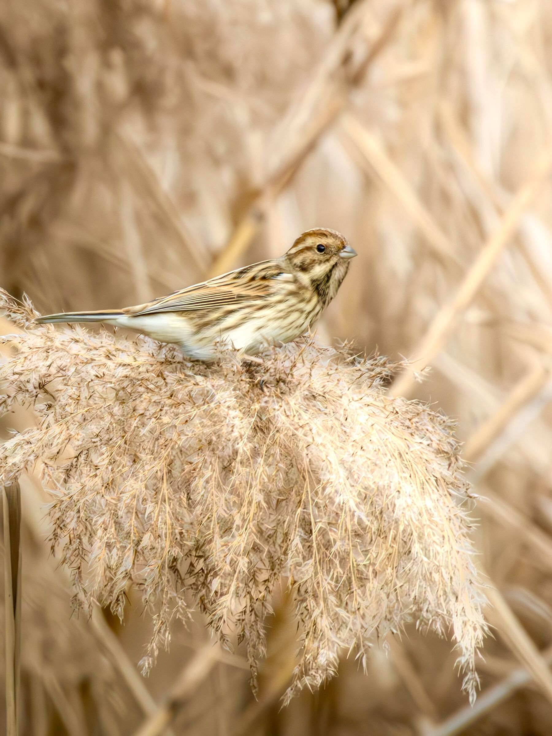 On the soft of the reeds