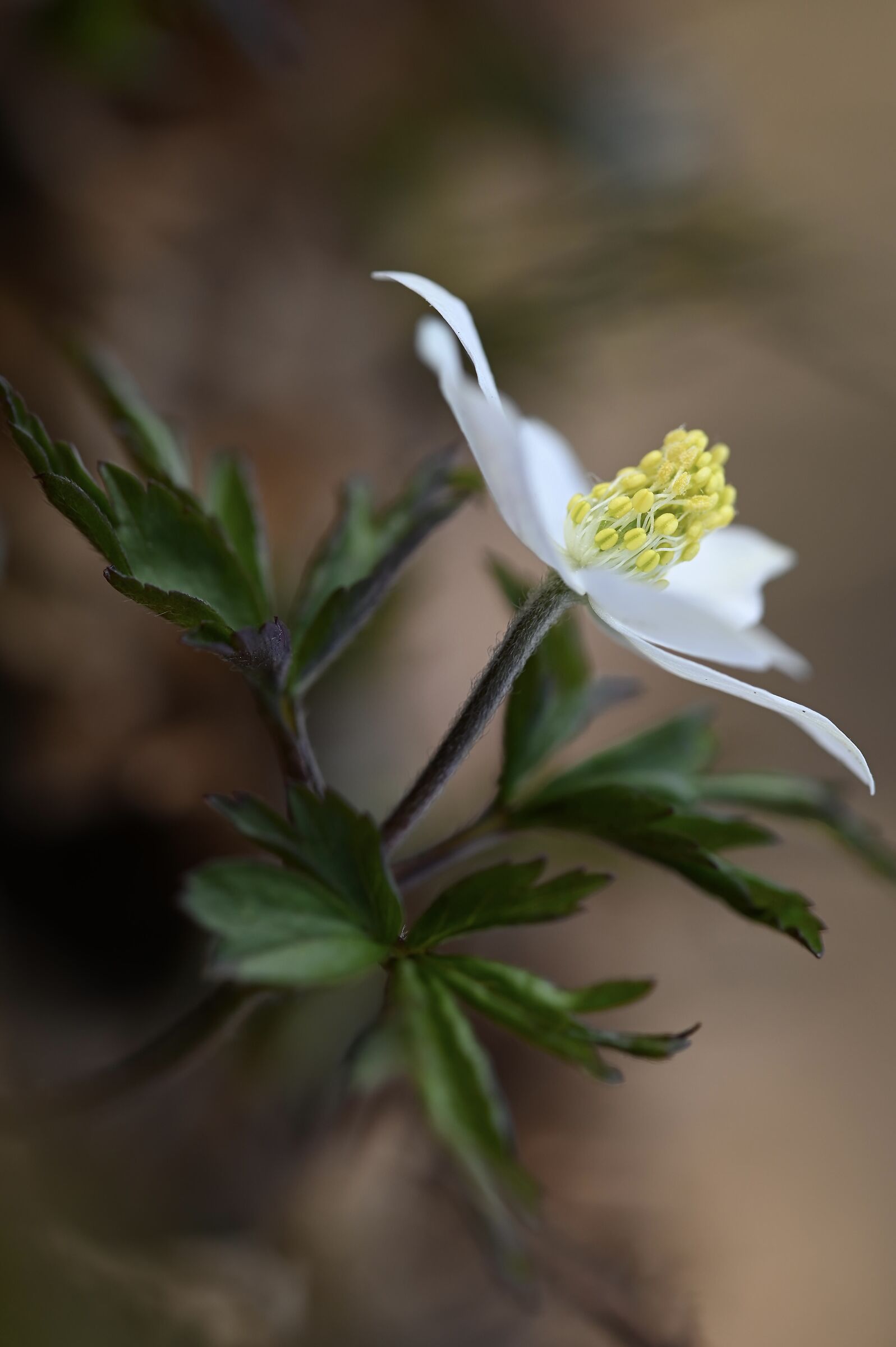 Anemone nemorosa