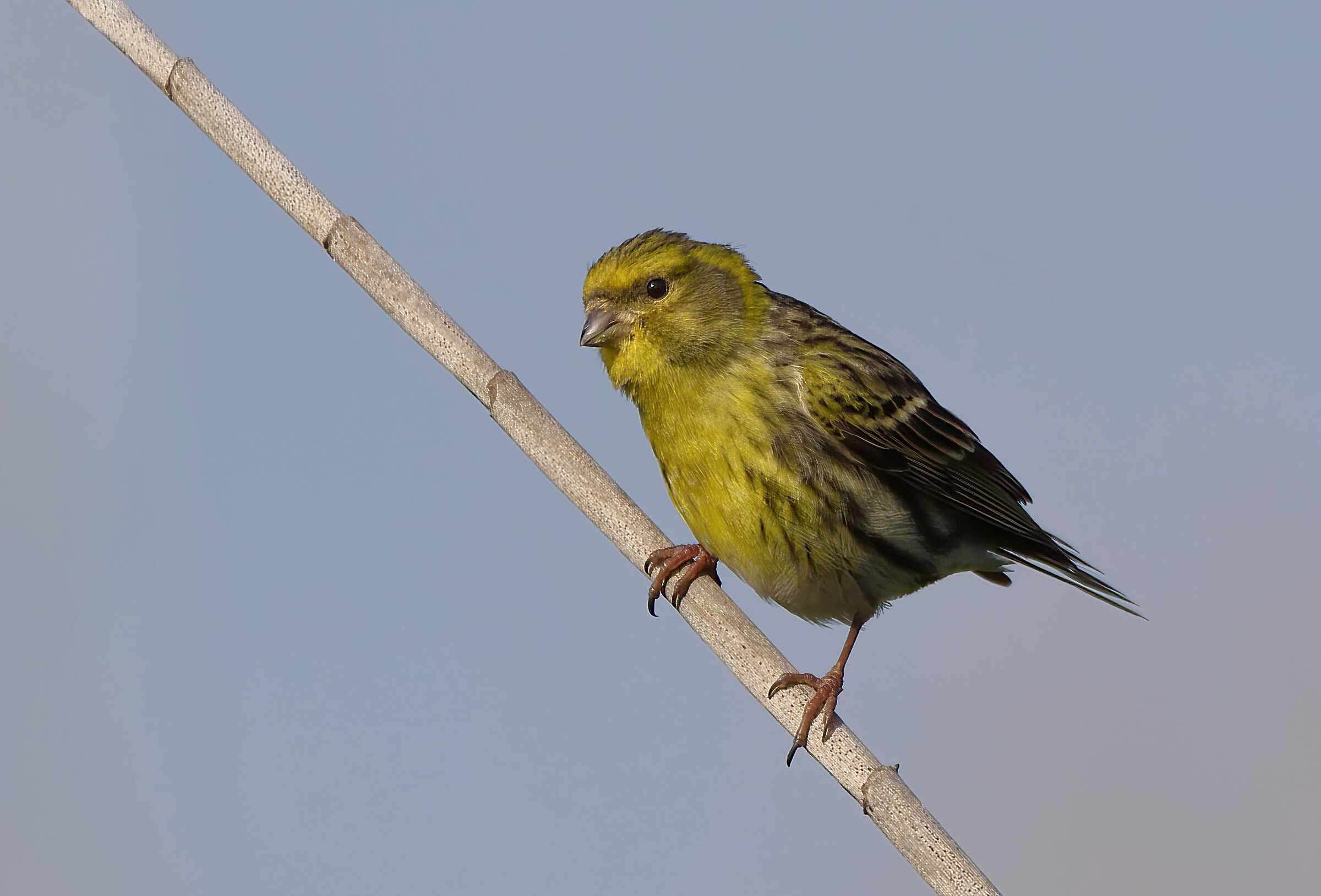 Verzellino