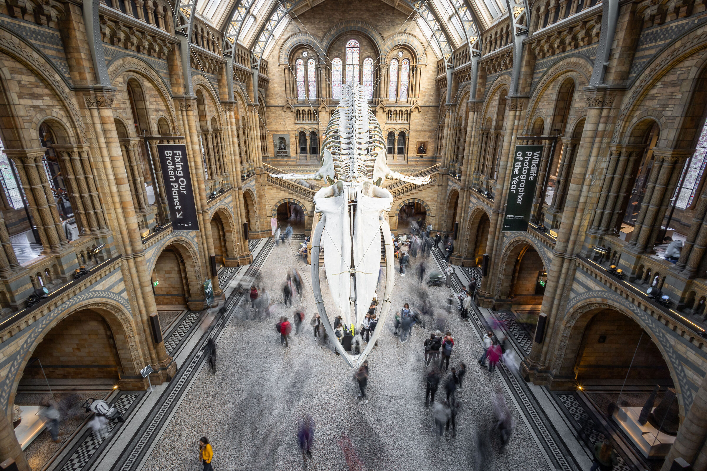 The Whale of London