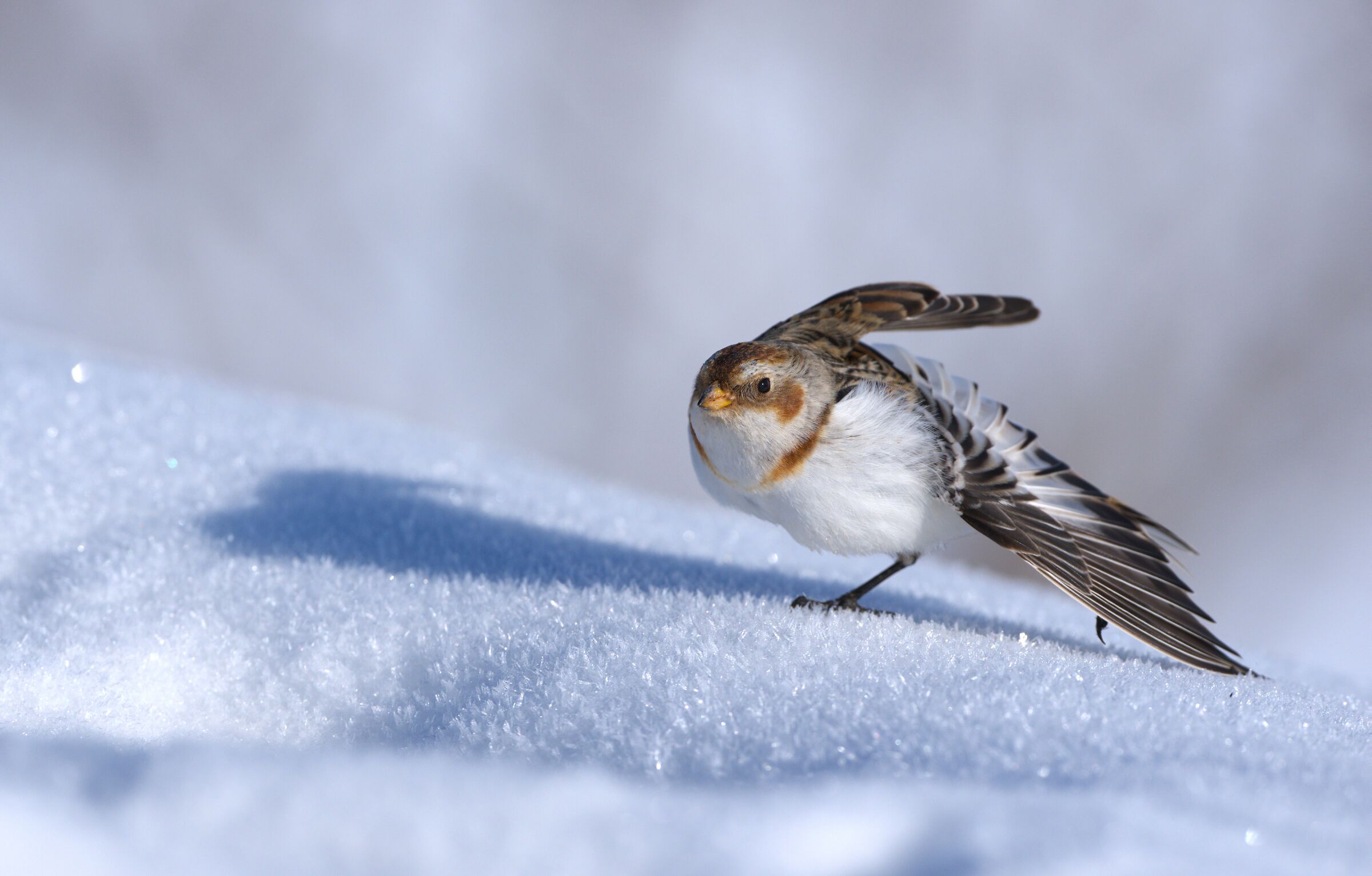 Snow Bunting