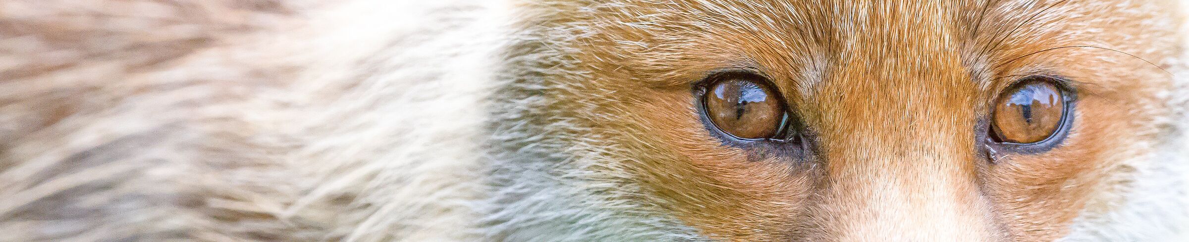 The red fox "through my eyes"