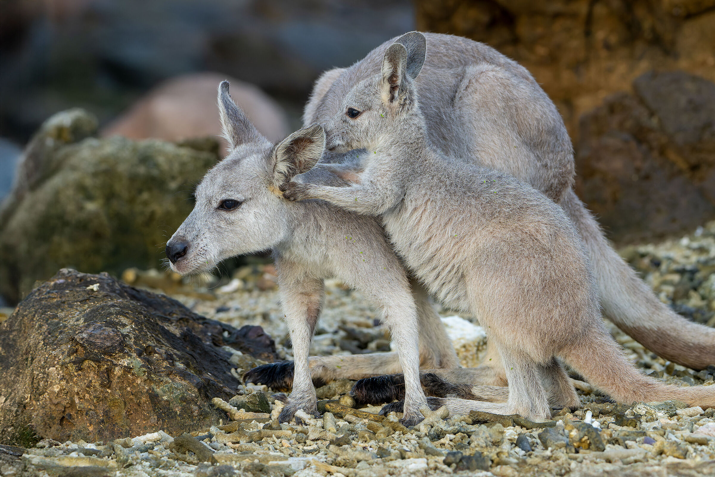 Common wallaroo (Osphranter robustus)