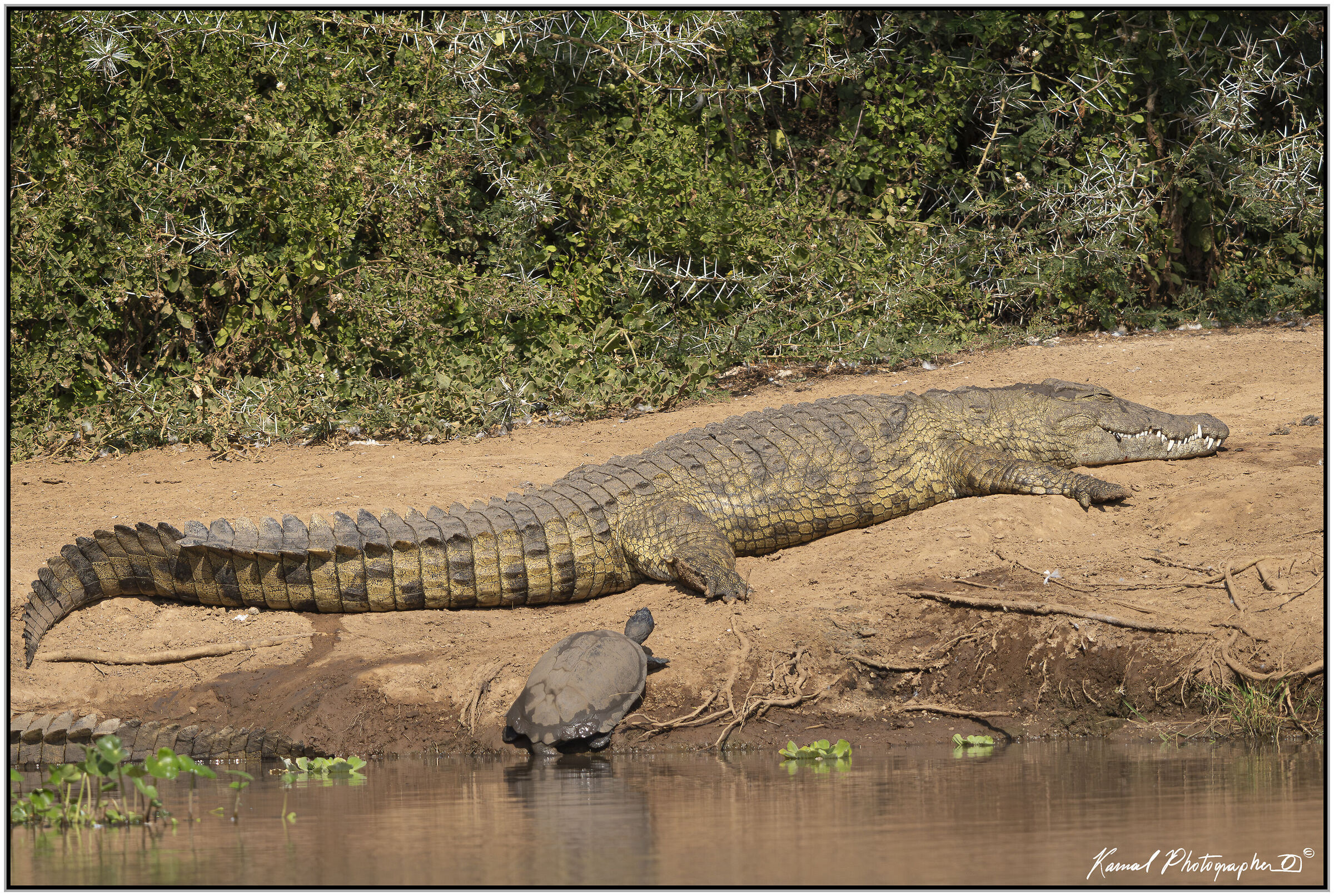 African crocodile (Crocodylus niloticus)