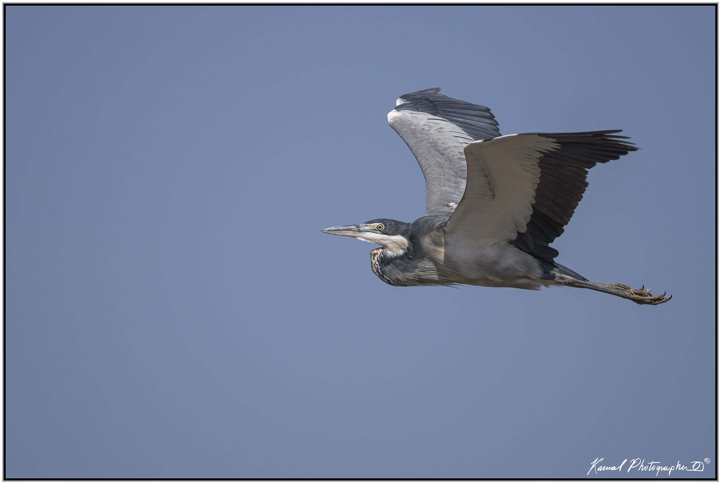 Black-headed heron (Ardea melanocephala)
