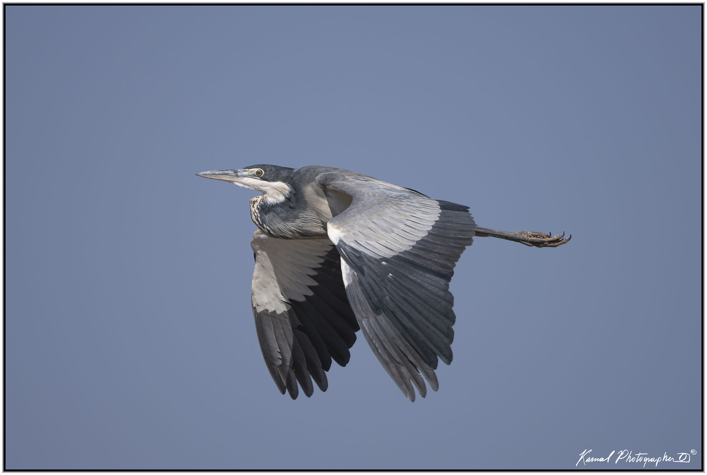 Black-headed heron (Ardea melanocephala)
