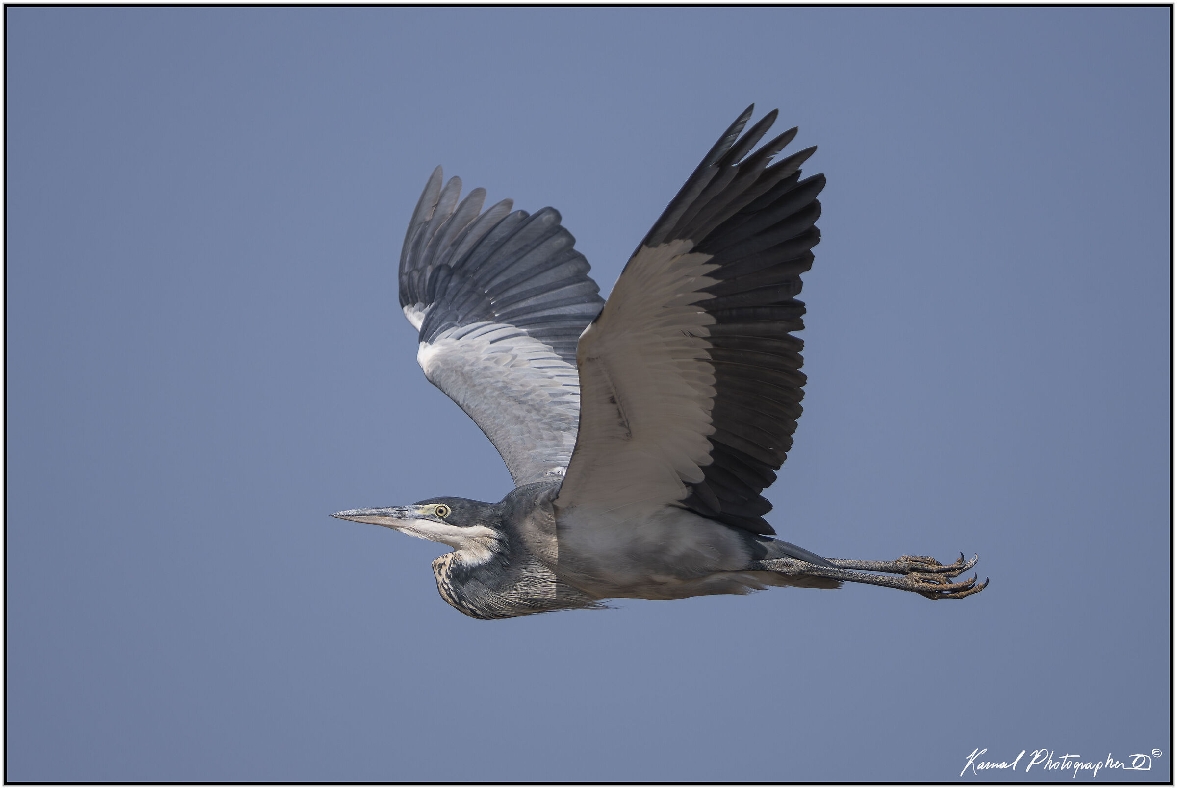 Black-headed heron (Ardea melanocephala)