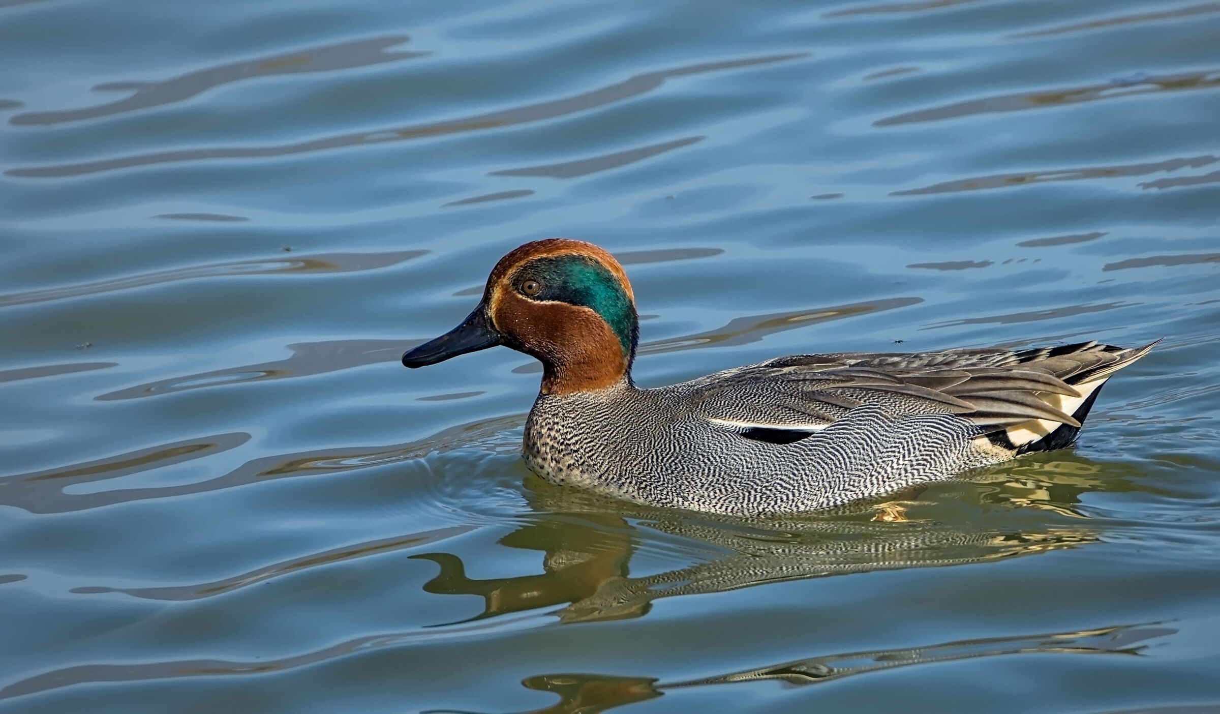 Teal