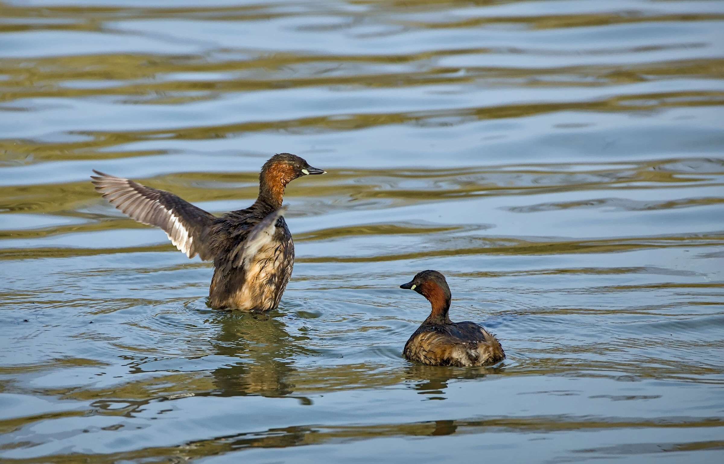 Little Grebe