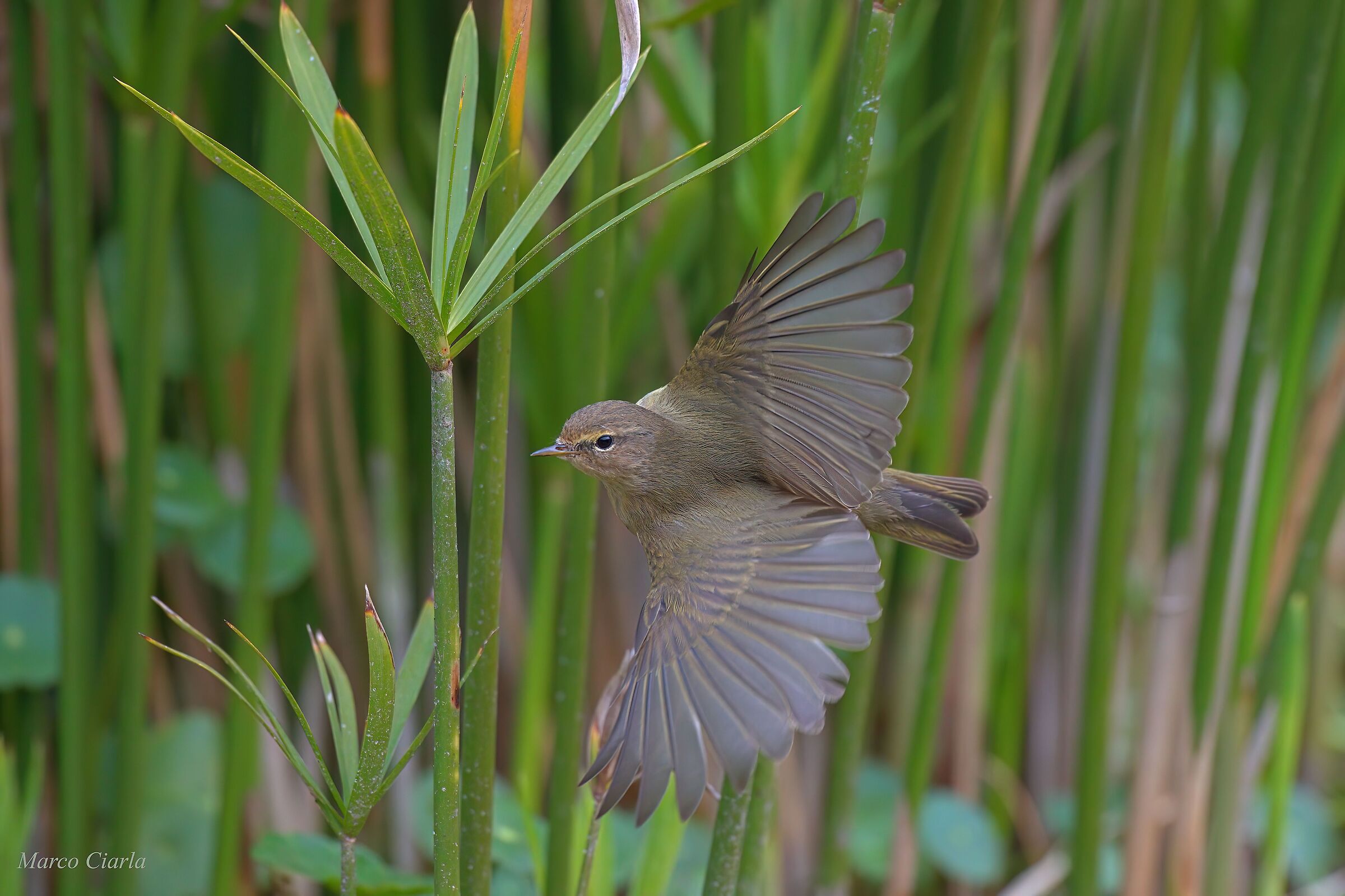 Little warbler (Phylloscopus collybita)