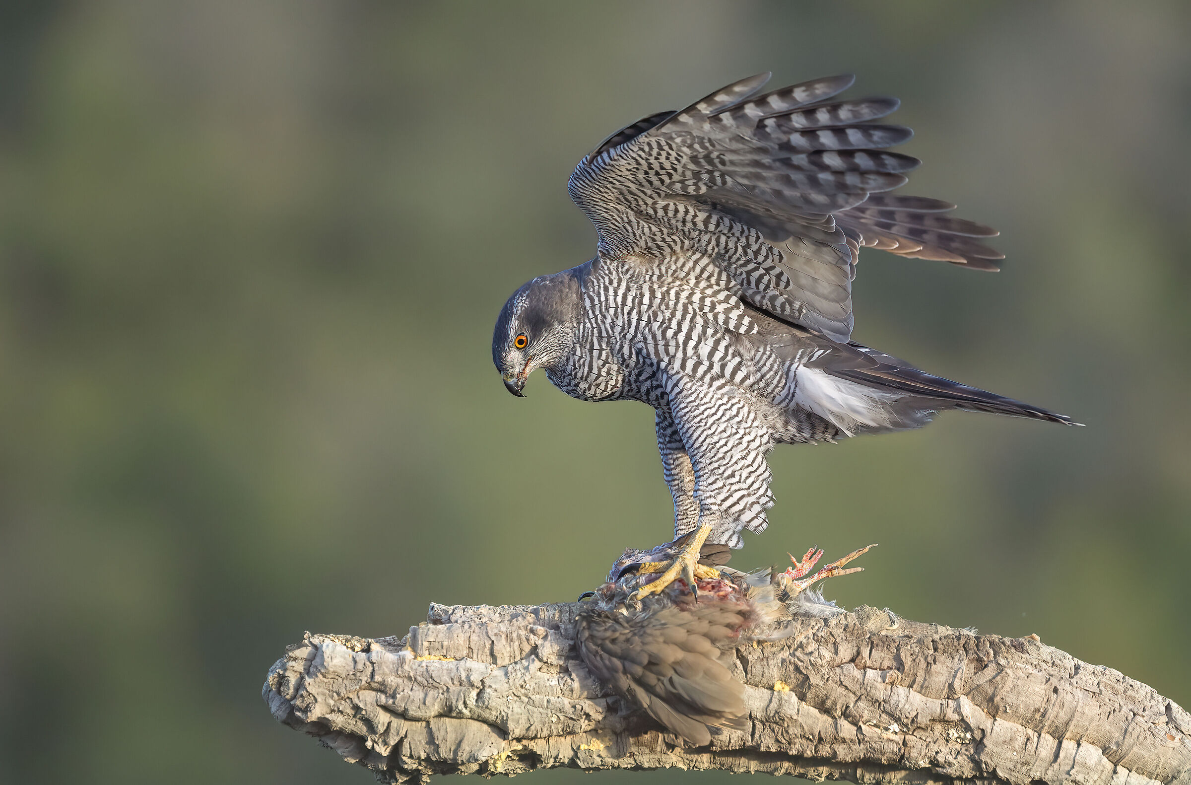 keep the prey still, goshawk