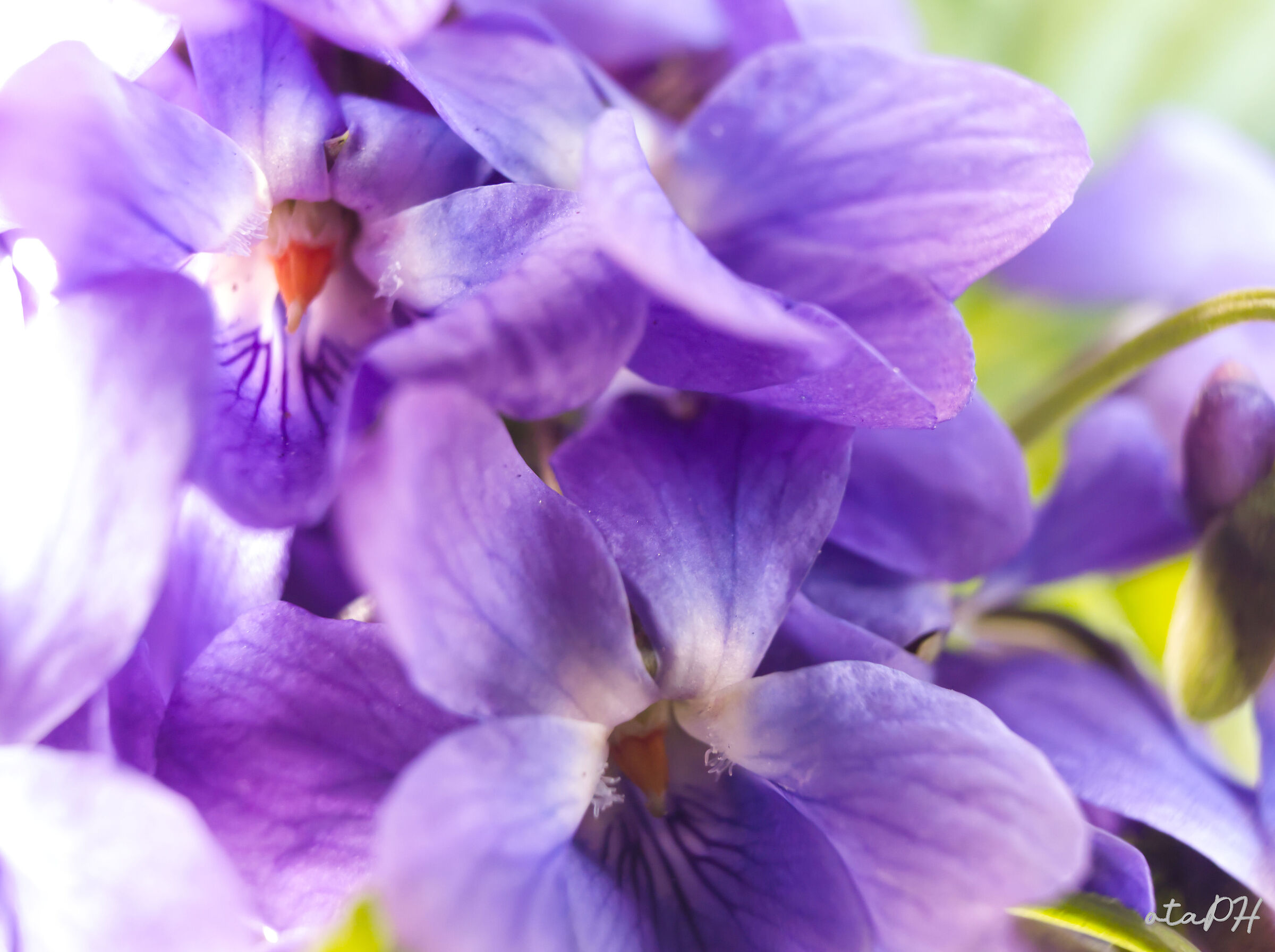 Viola