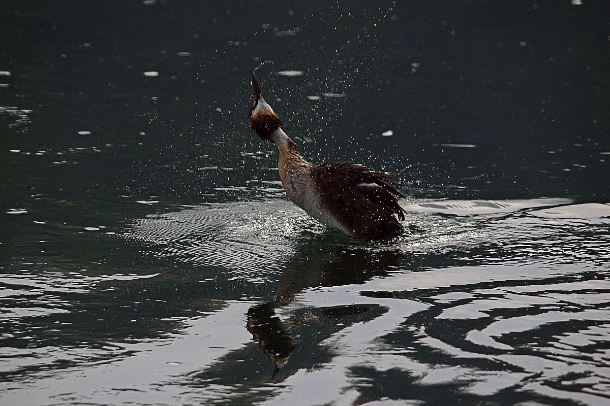 Grebe