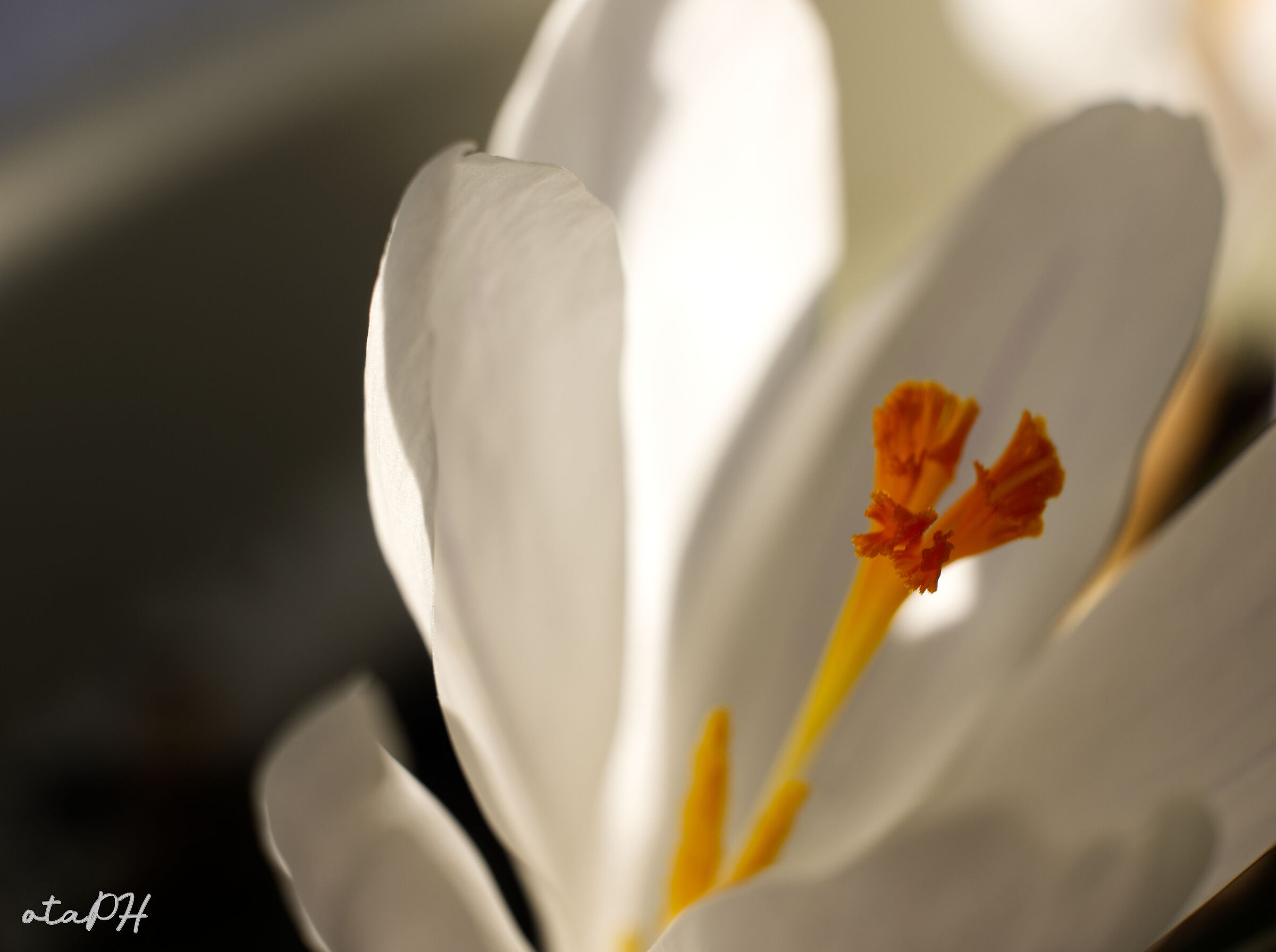 Bianco