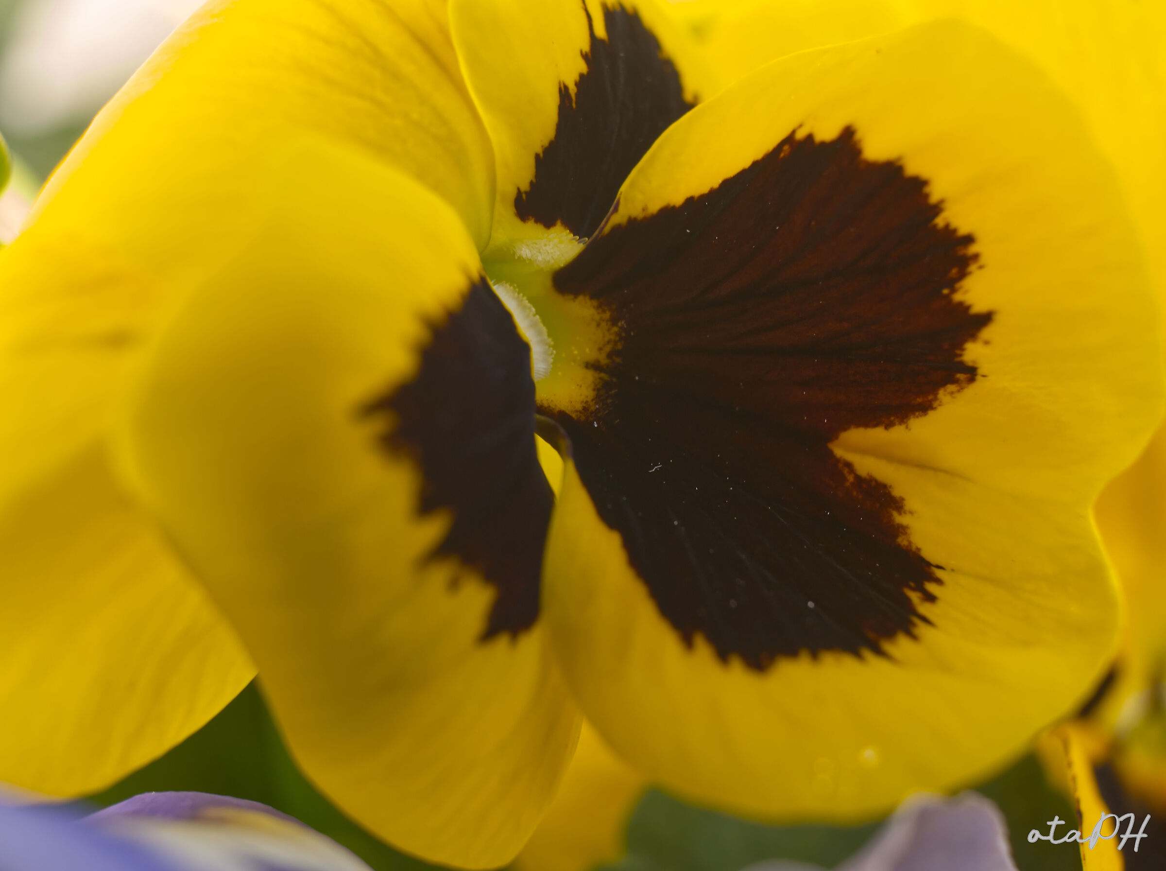 Giallo