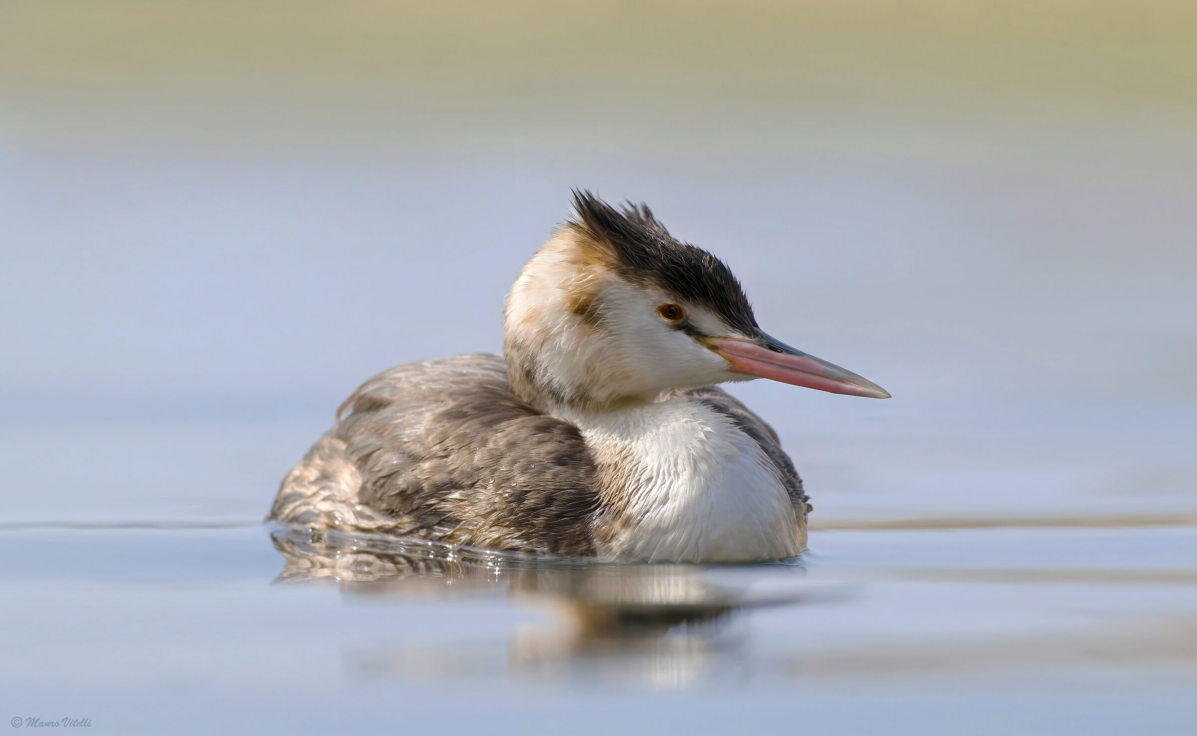 Great Crested Grebe (Podiceps cristatus)