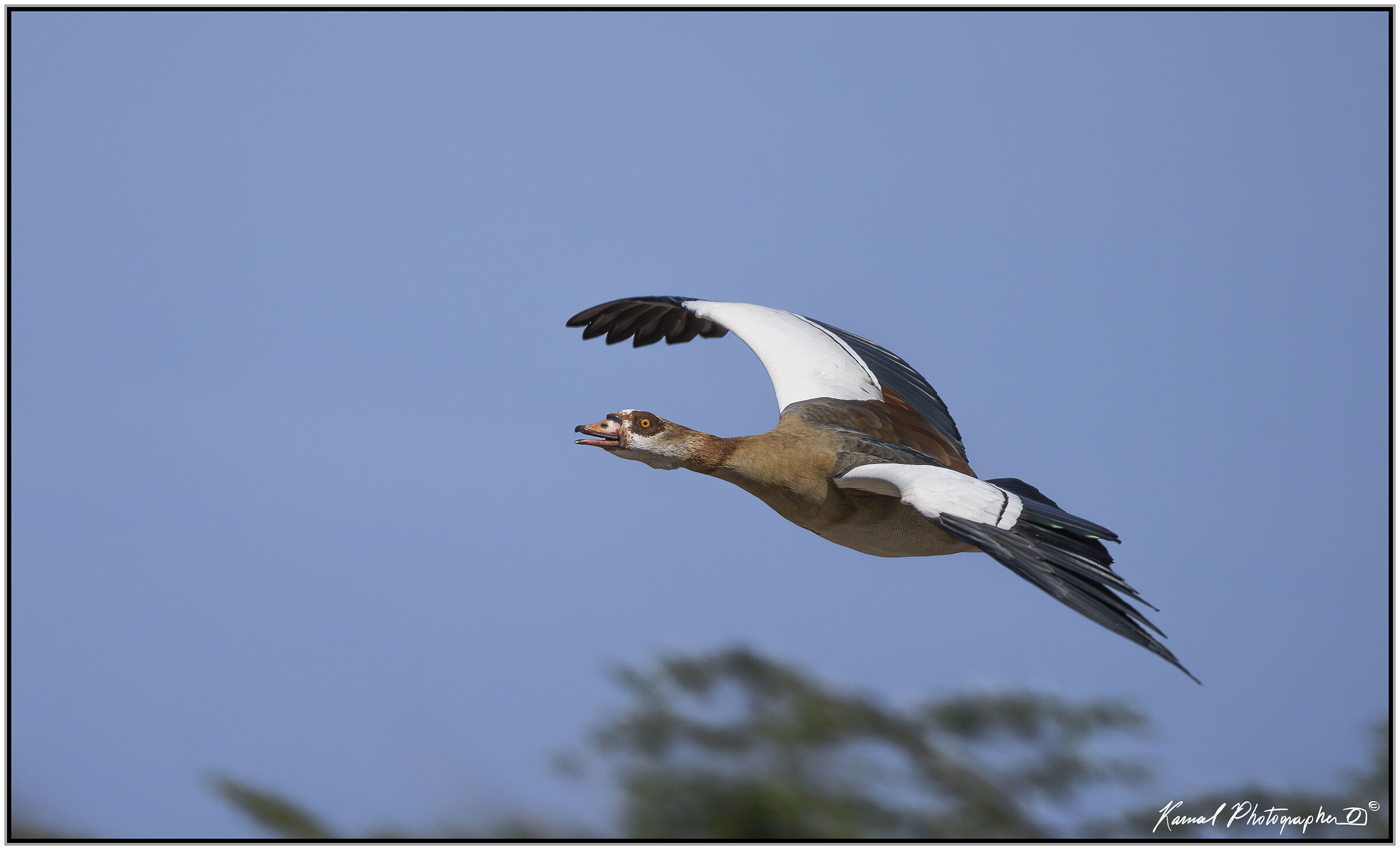 Egyptian goose (Alopochen aegyptiaca)