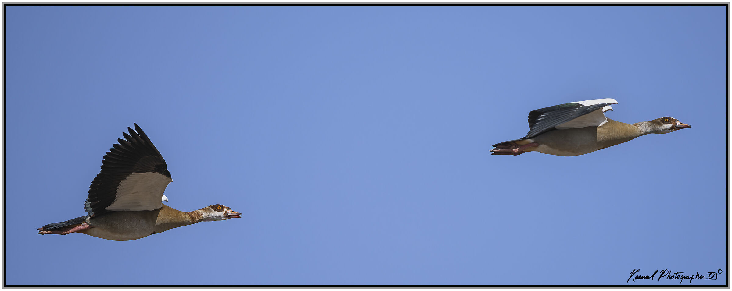 Egyptian goose (Alopochen aegyptiaca)