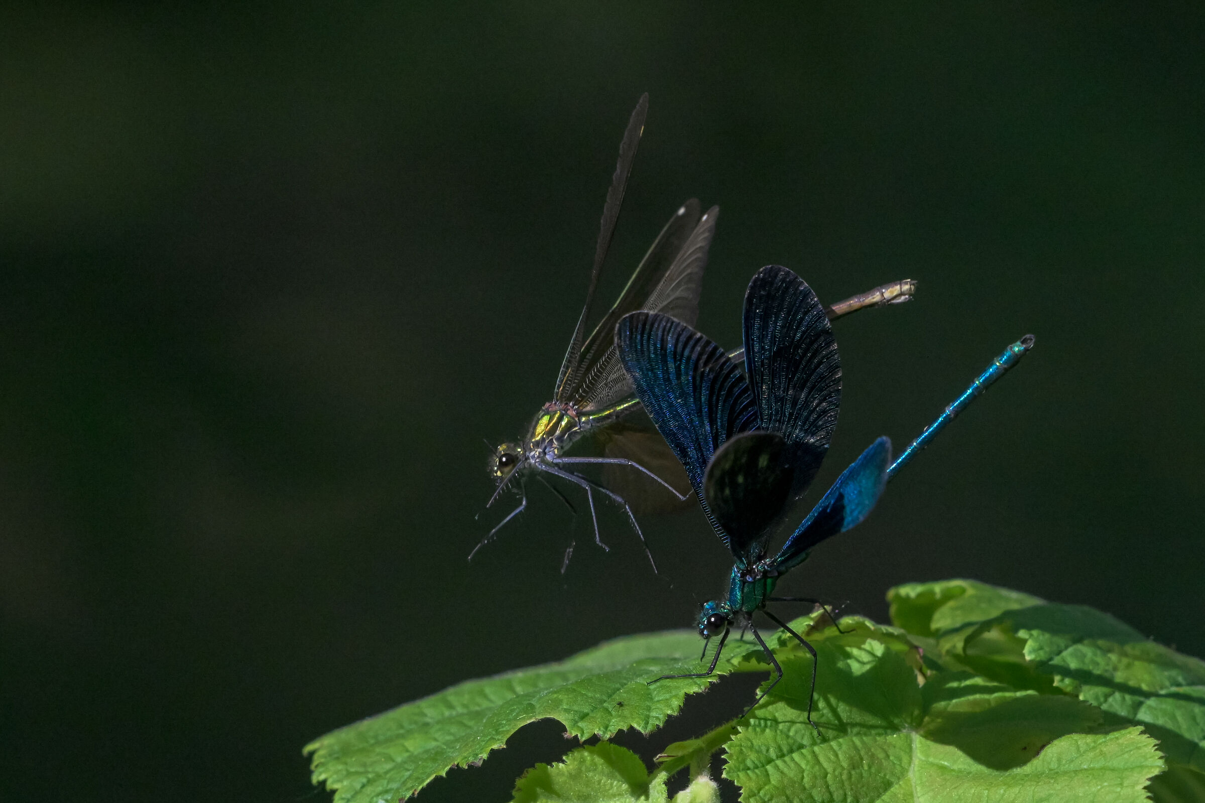Decollo o atterraggio?