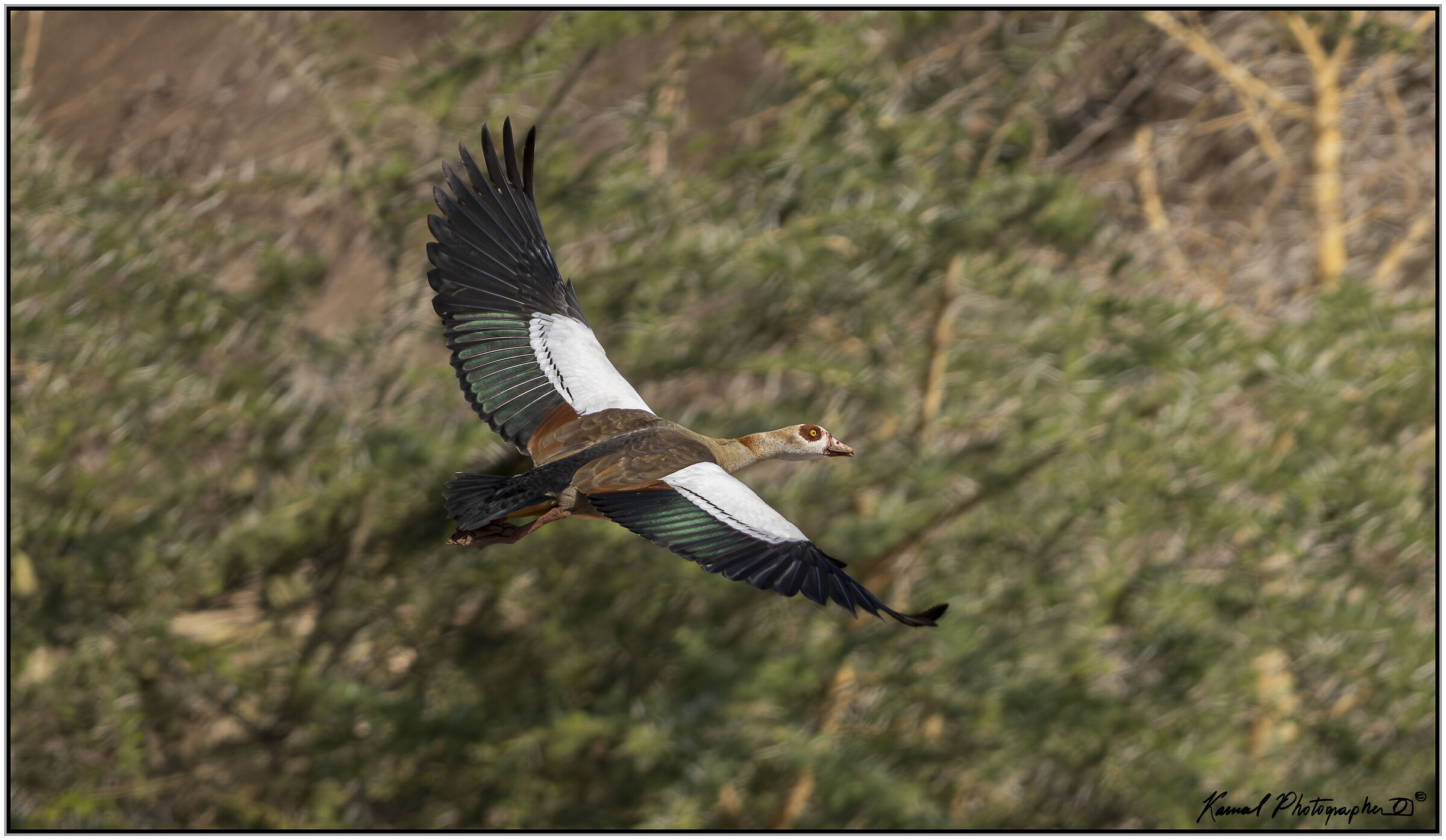 Egyptian goose (Alopochen aegyptiaca)