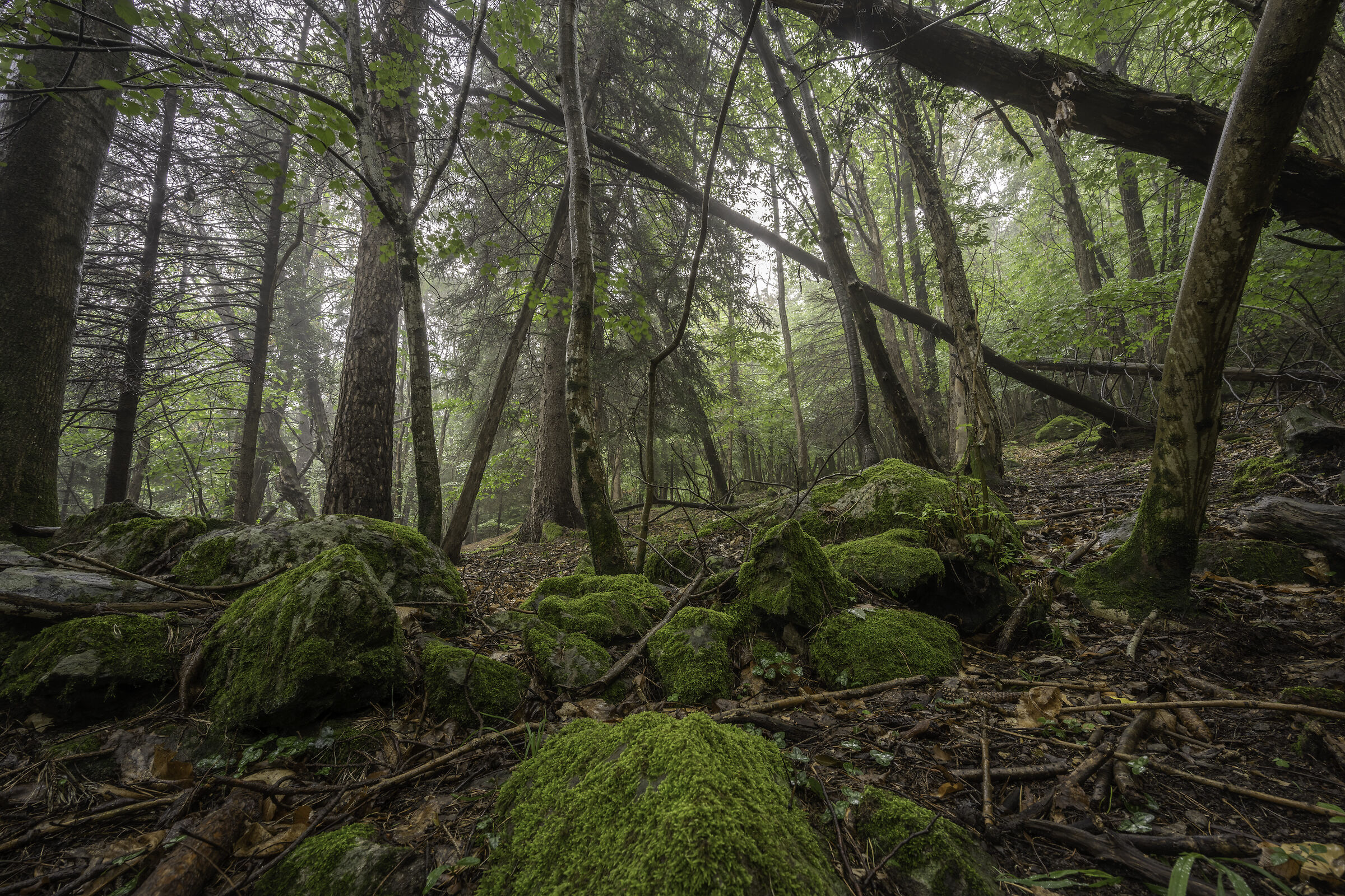 Il bosco dopo il temporale