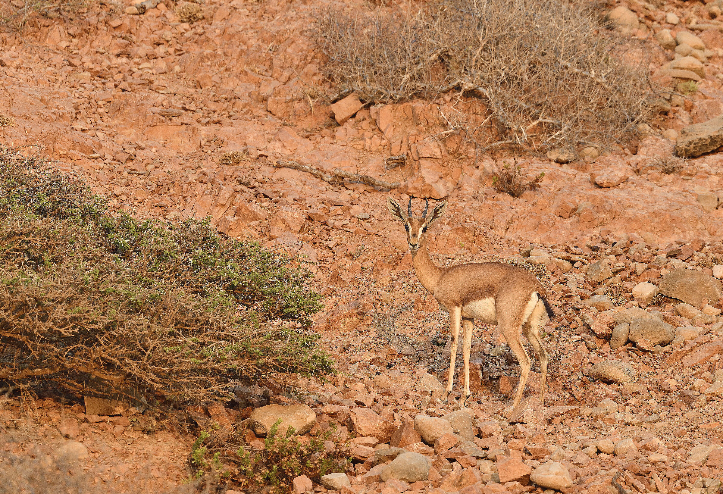 Arabian gazelle or Erlanger's gazelle Gazella arabica