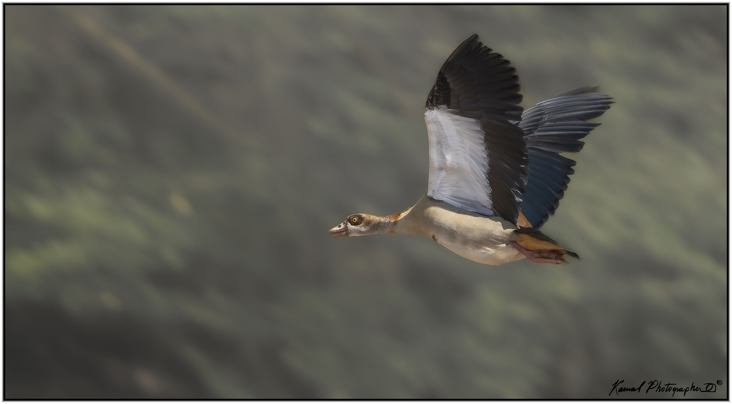 Egyptian goose (Alopochen aegyptiaca)