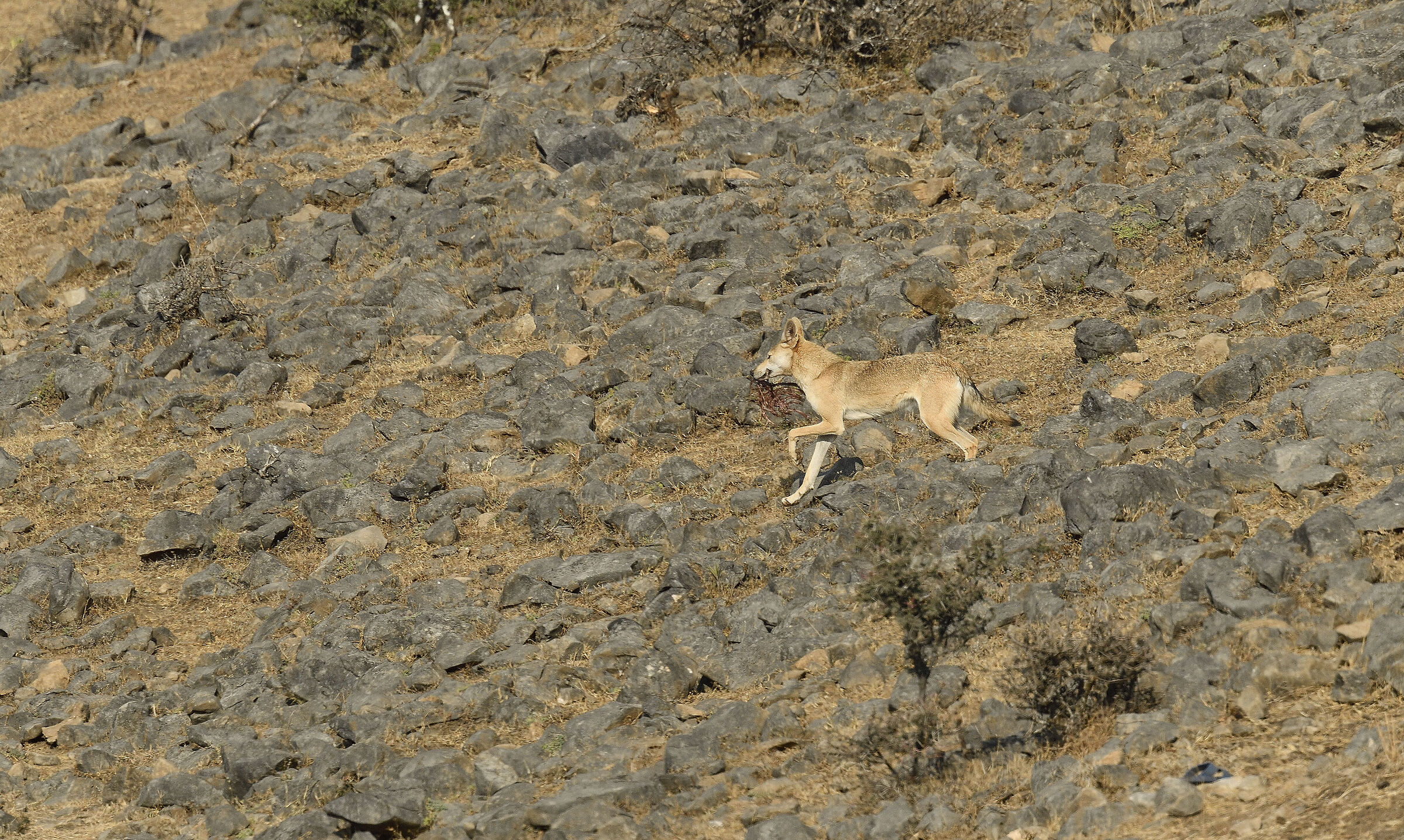 Arabian wolf Canis lupus arabs