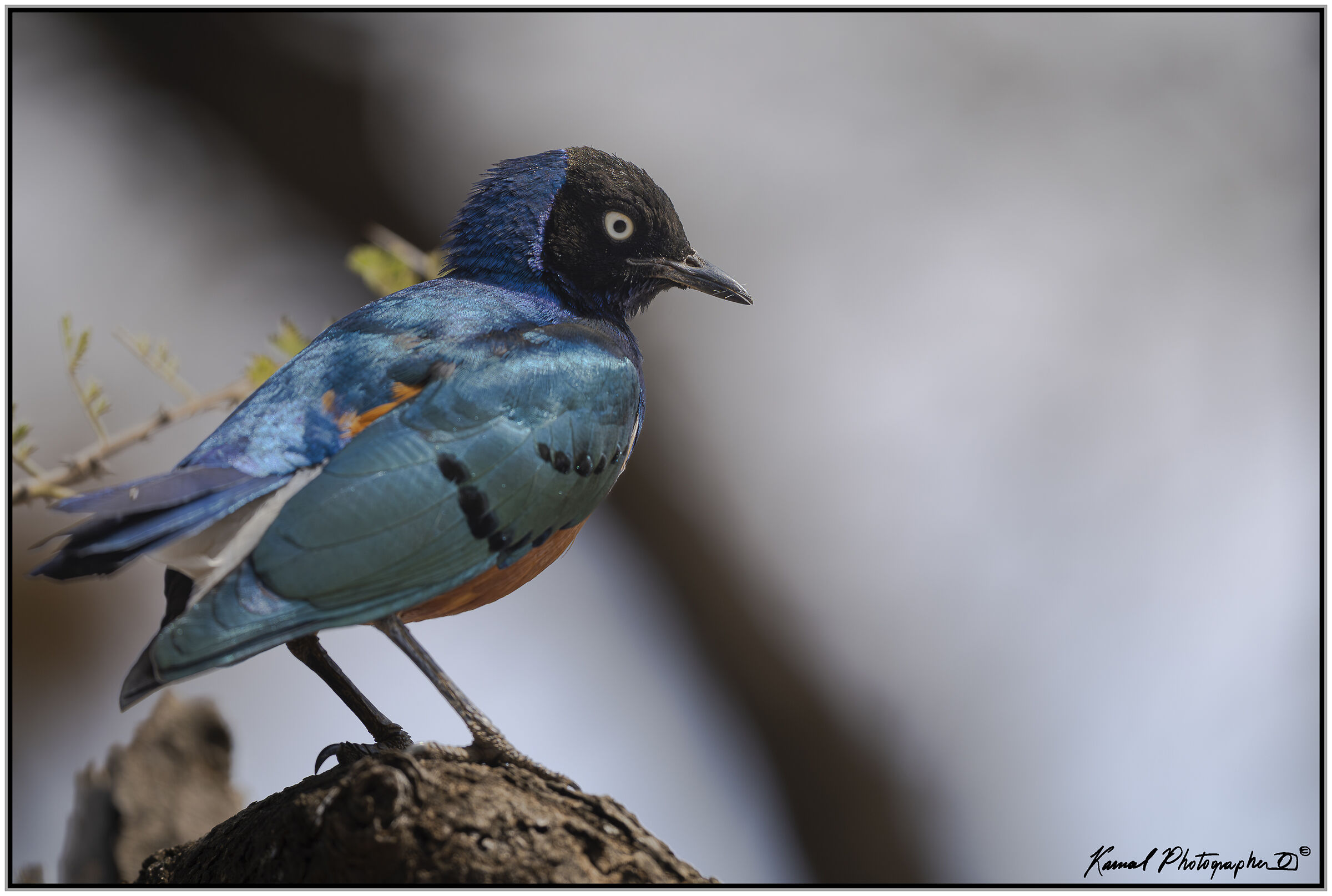 Superb starling (Lamprotornis superbus)