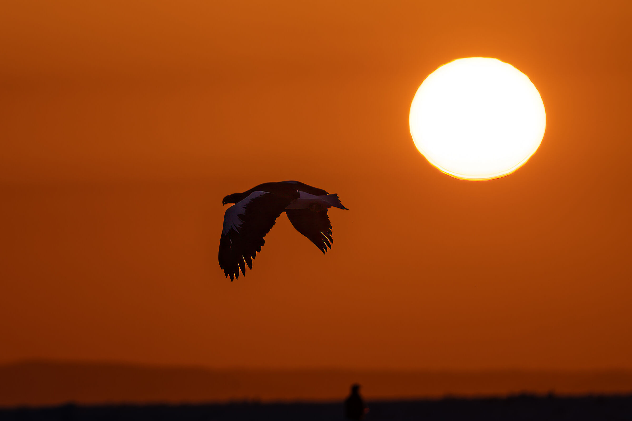 Sunrise with Steller's eagle