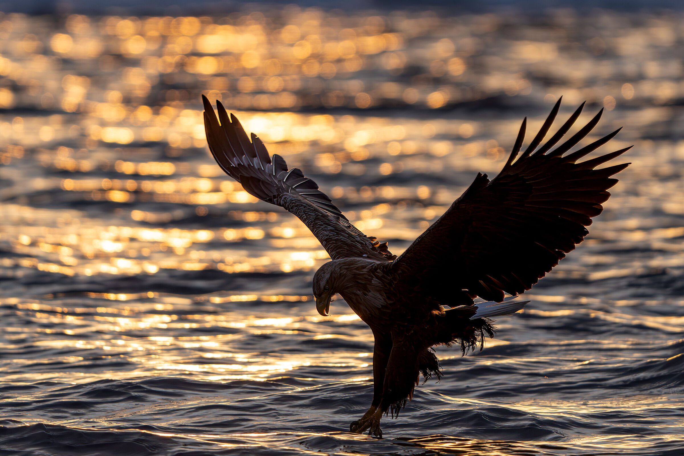 Backlight with eagle